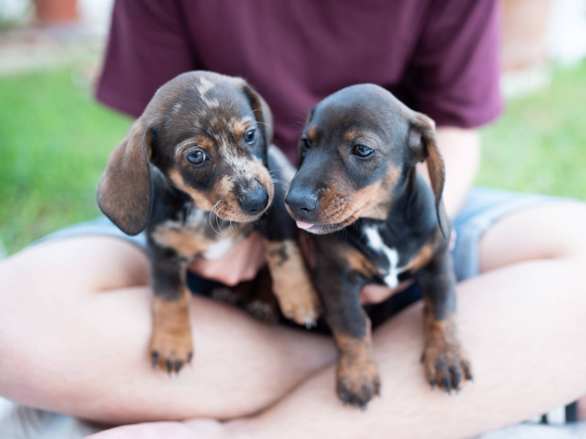 Mini Dachshund Gives Birth to Two 'Farm-Fresh Egg' Puppies - Parade Pets