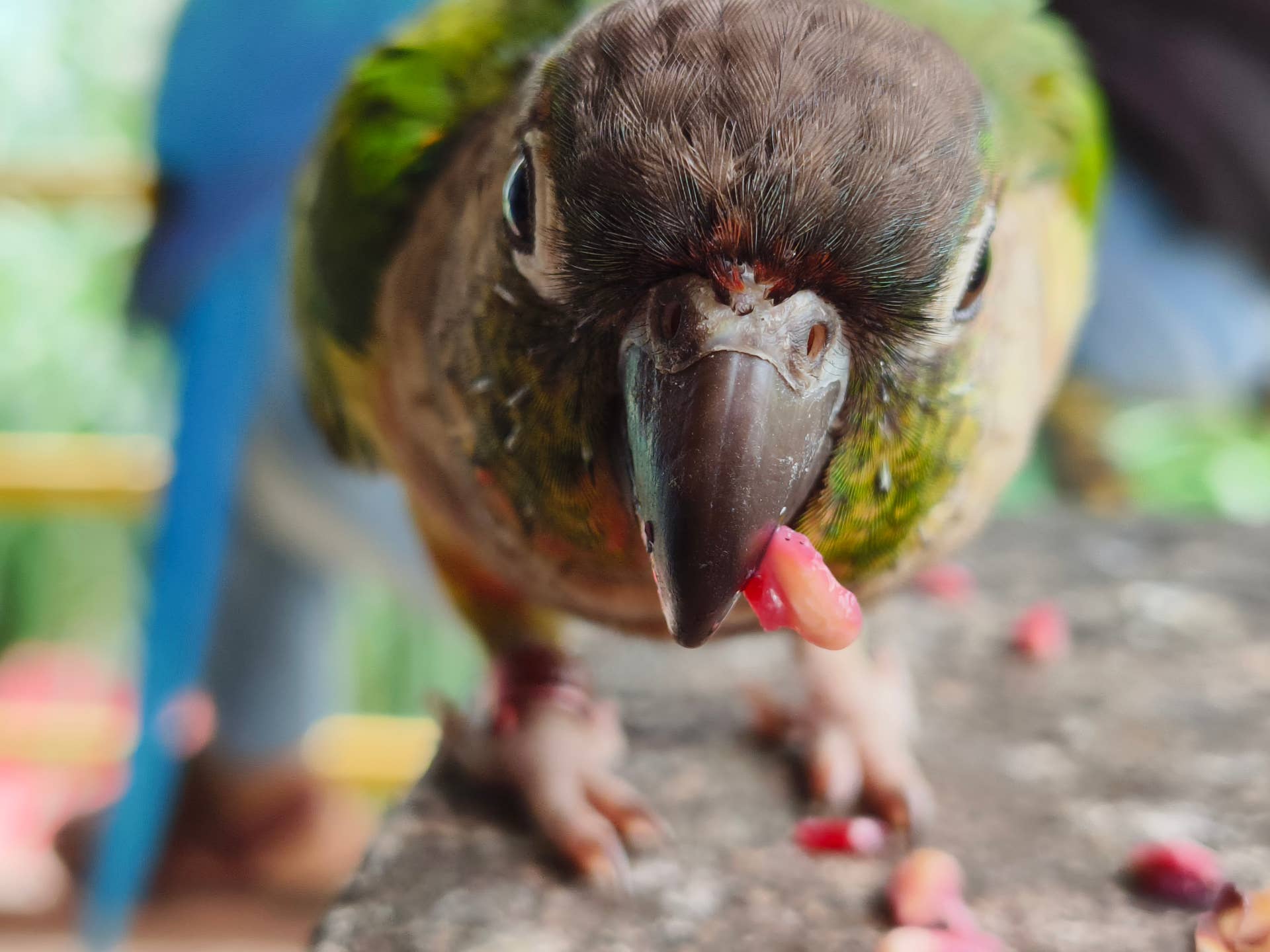 Parrot Dive-Bombs Mom’s Plate of Cupcakes and Unapologetically Licks ...