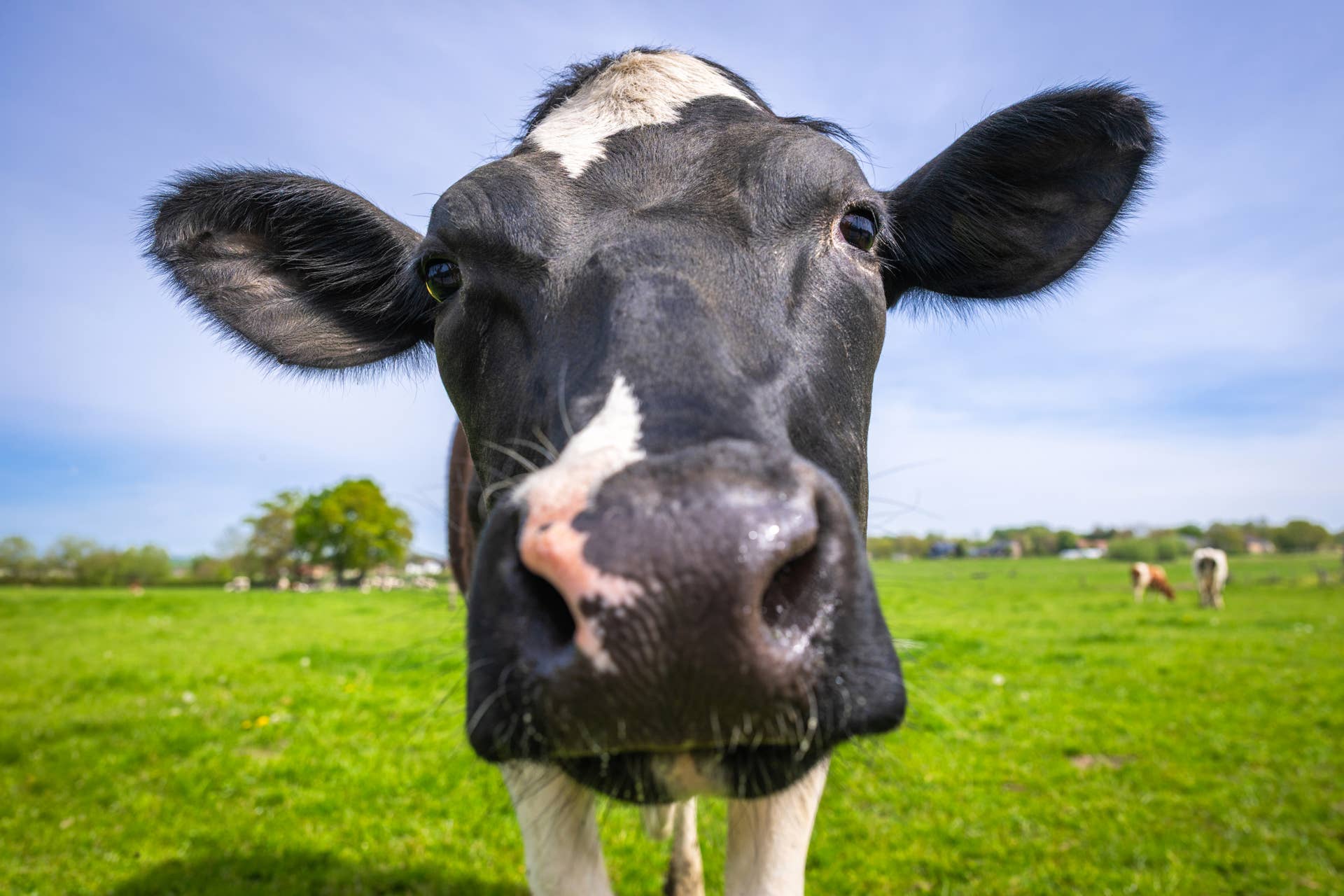 Cow Named Jolene Hears Dolly Parton’s ‘Jolene’ for the First Time, and ...
