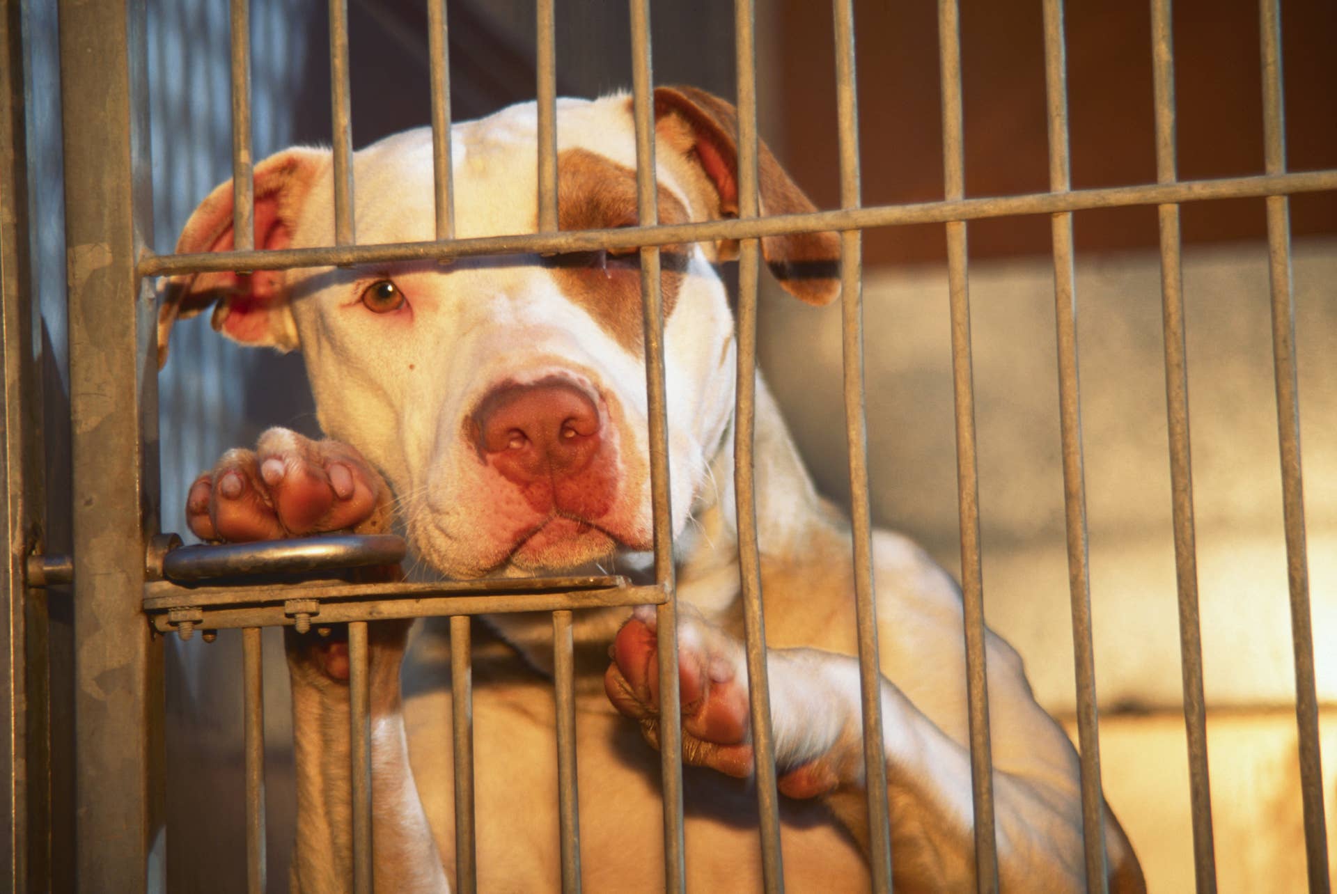 Rescued Dog Lost Everything But a New Puppy Friend Is Helping Her Heal ...