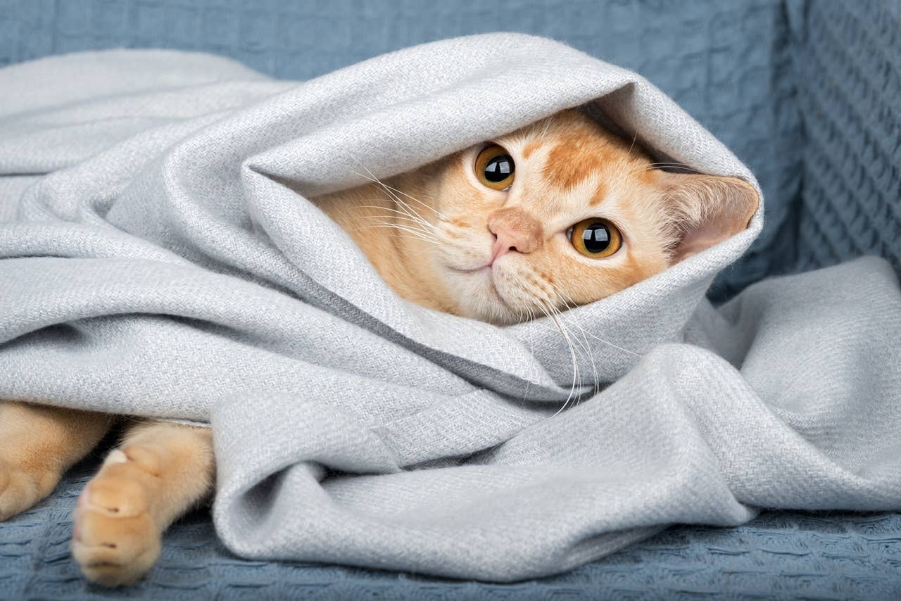 These 6 Calm Cat Breeds Bring Plenty of Purrs Without the Fuss - Parade ...
