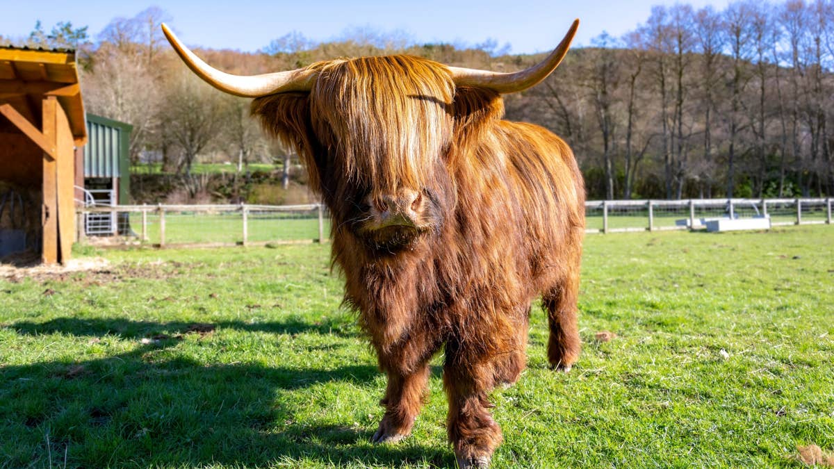 Highland Cow Gets Tangled in Laundry and Becomes a Fluffy Clothes Rack ...