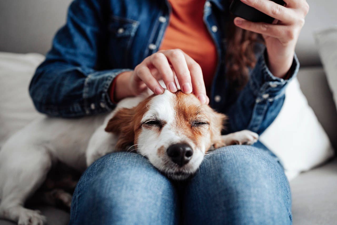 Pyramind Dog Vets Reveal 3 Subtle Signs Your Dog Feels Safe with You - Parade Pets
