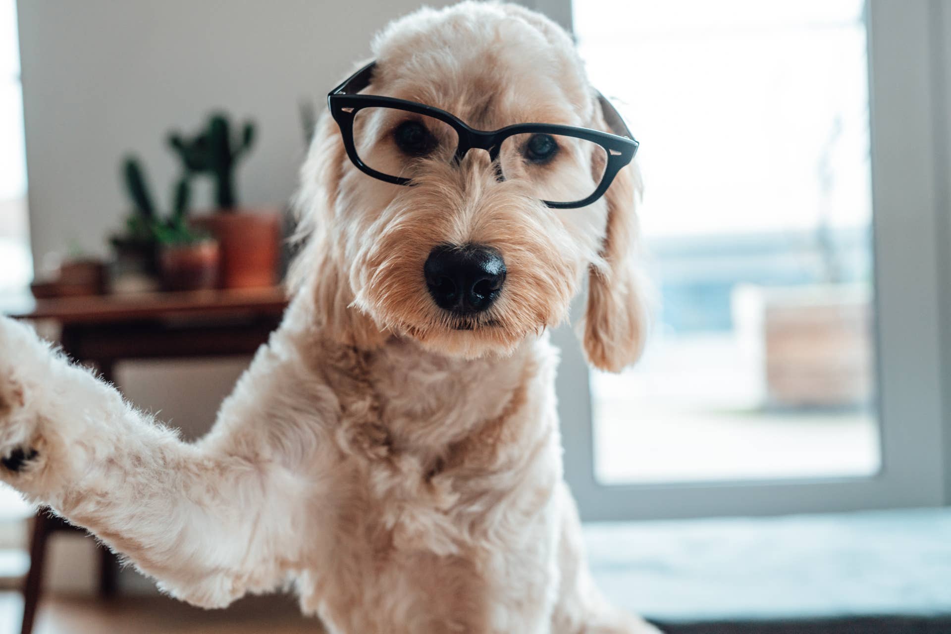 Funny Video Explains the Concept of 'Dog Math' - Parade Pets