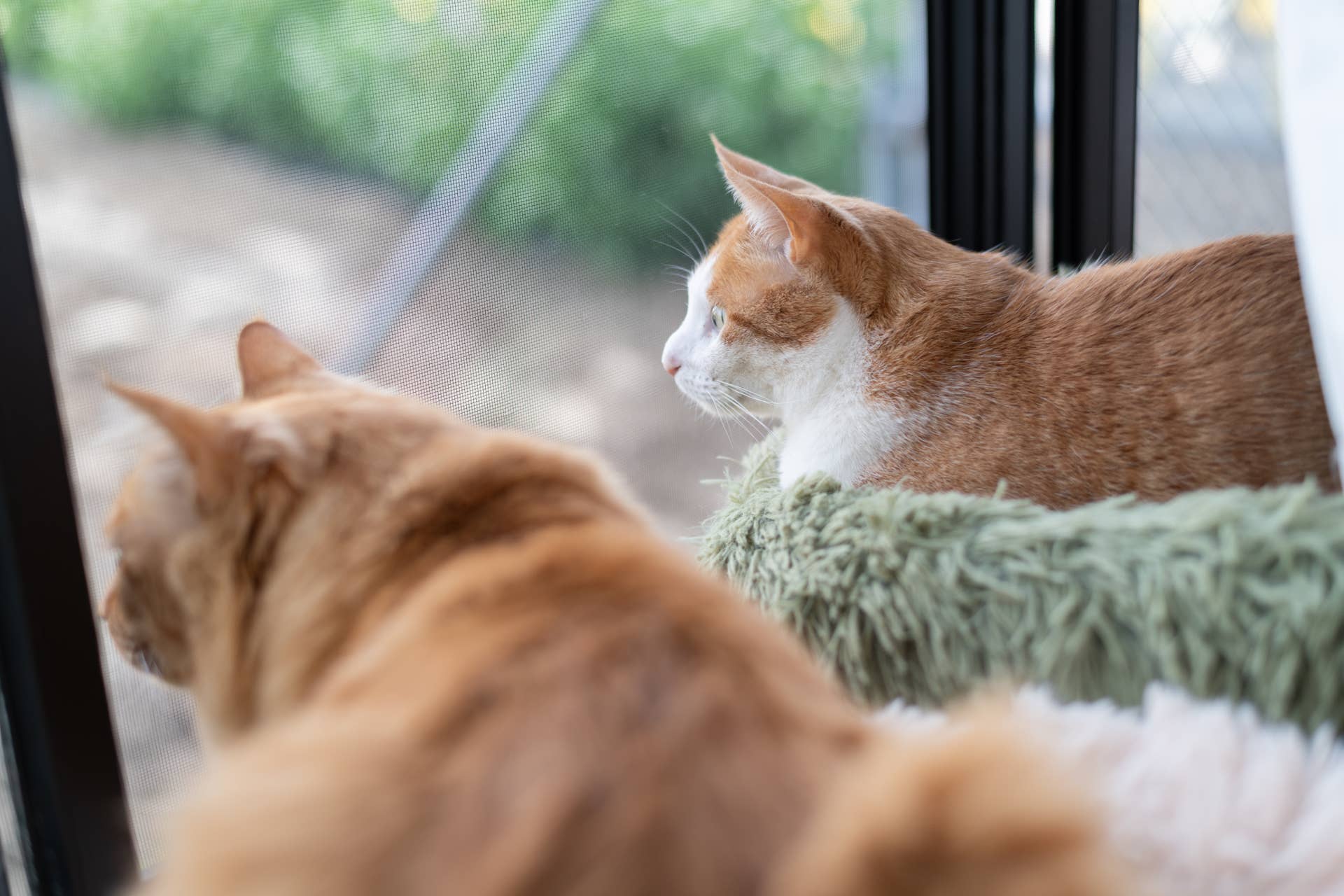 Cat Dad Sets Up 'Cat TV' for His Orange Kitties, and They Never Miss an ...