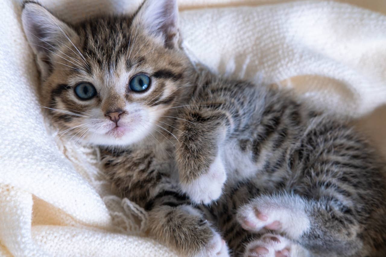 Heartwarming Signs Your Cat Feels Loved and Protected - Parade Pets