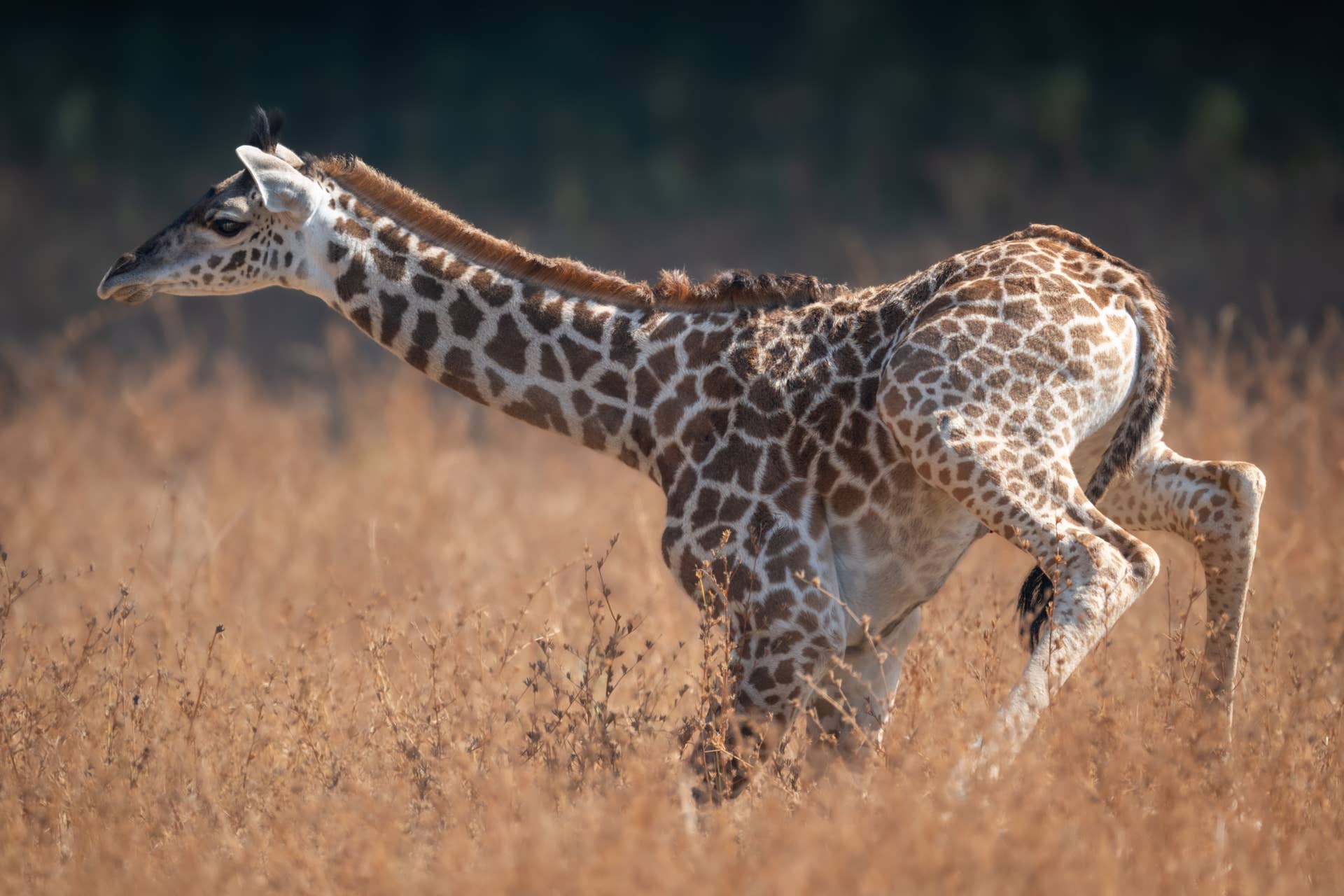Baby Giraffe Gets the Zoomies and Looks Like an Awkward Horse - Parade Pets