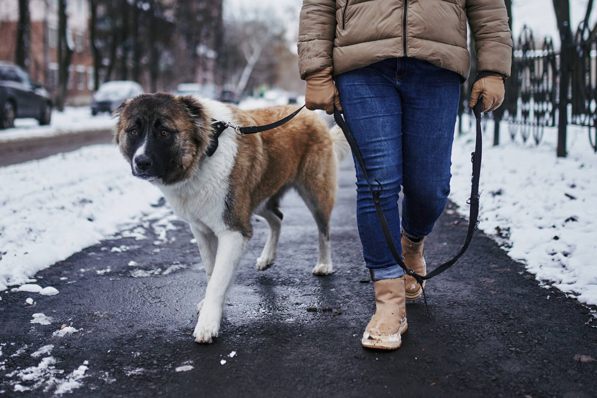 How Cold Is Too Cold for a Dog Walk? Here's How to Know - Parade Pets