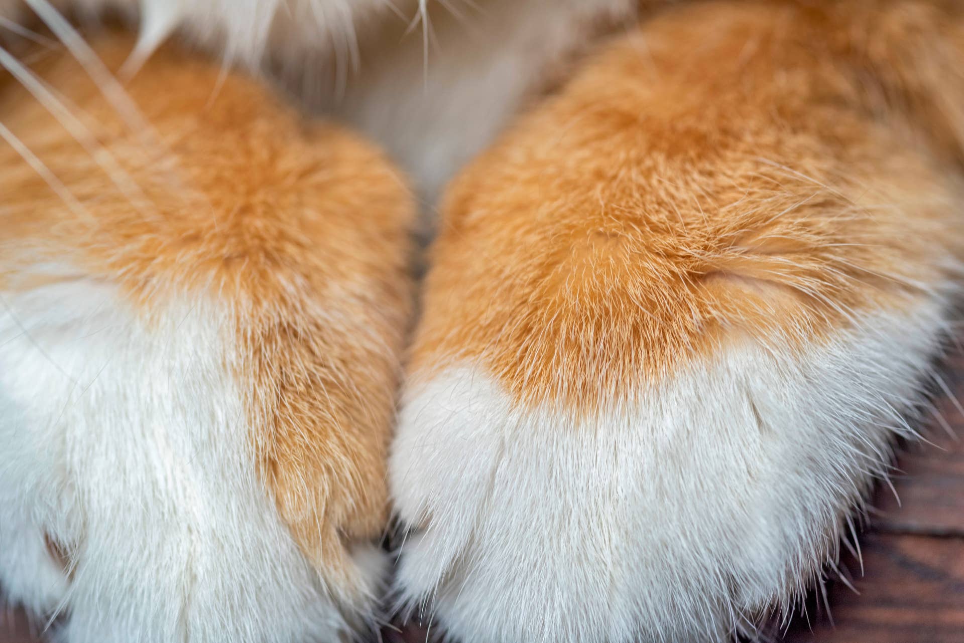 Brave Orange Cat Gives Birth to a Beautiful Basket of Buffalo Wings