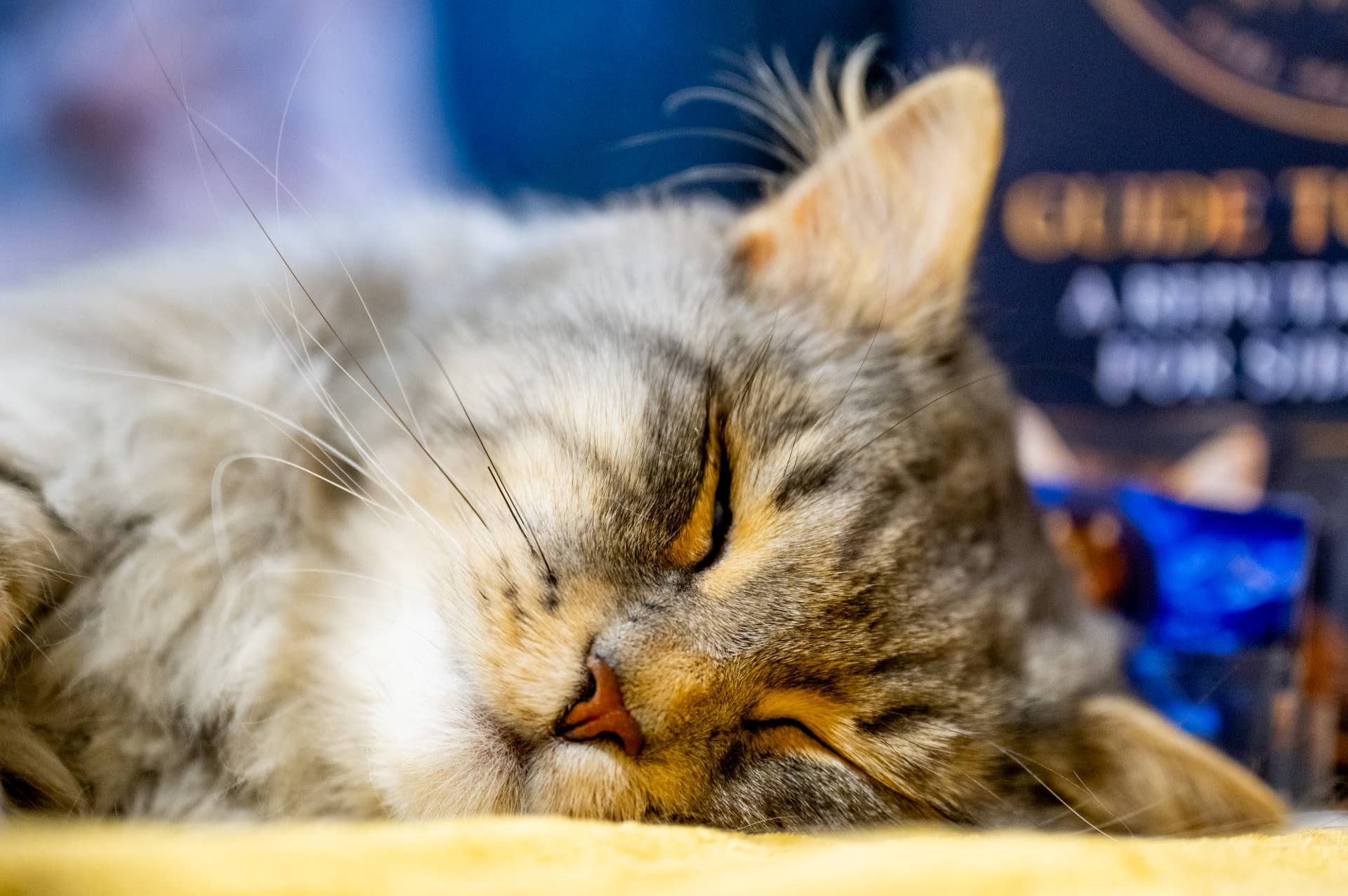 Why Your Cat Is Sleeping So Much (And What It May Mean) - Parade Pets