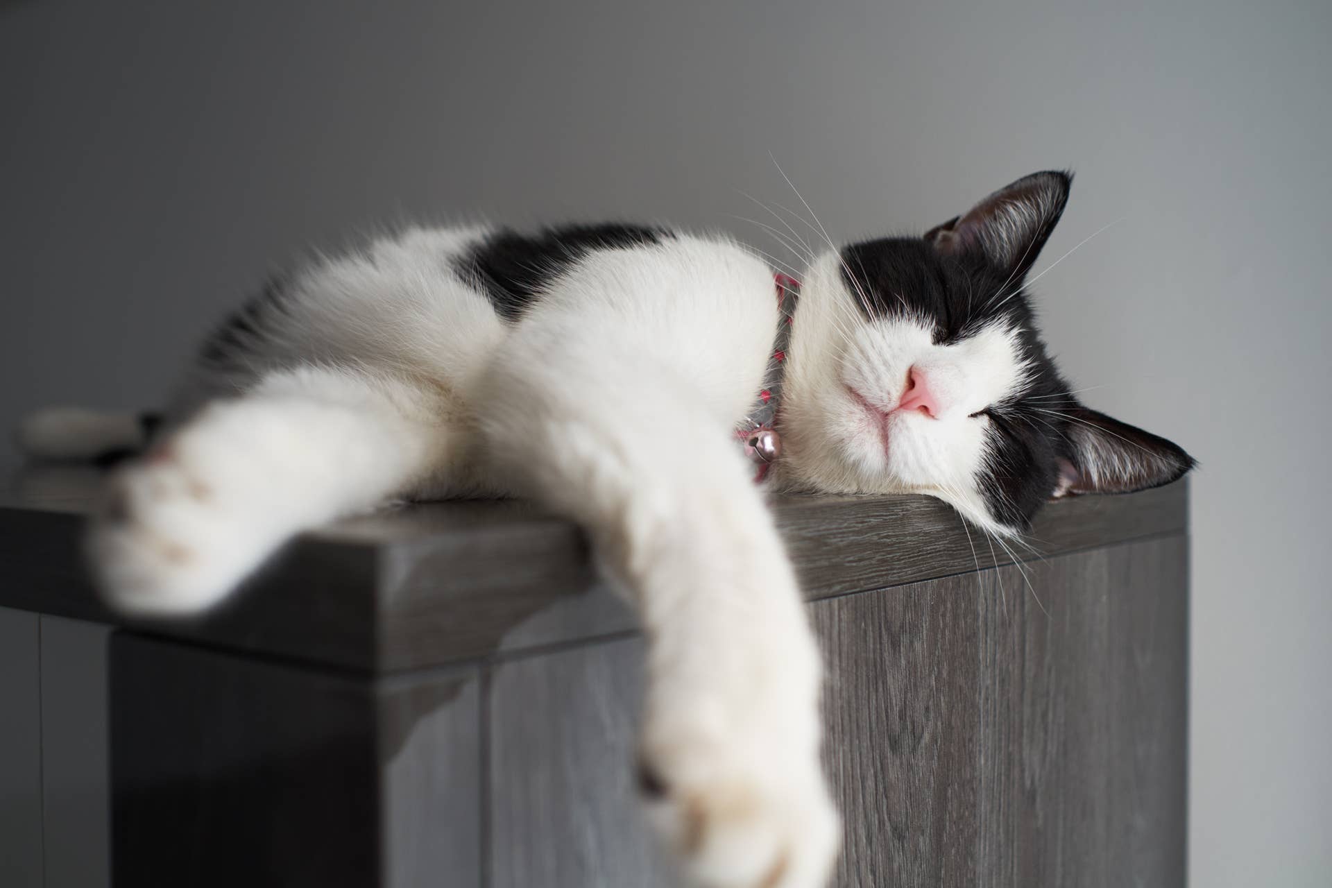 Why Your Cat Is Sleeping So Much (And What It May Mean) - Parade Pets