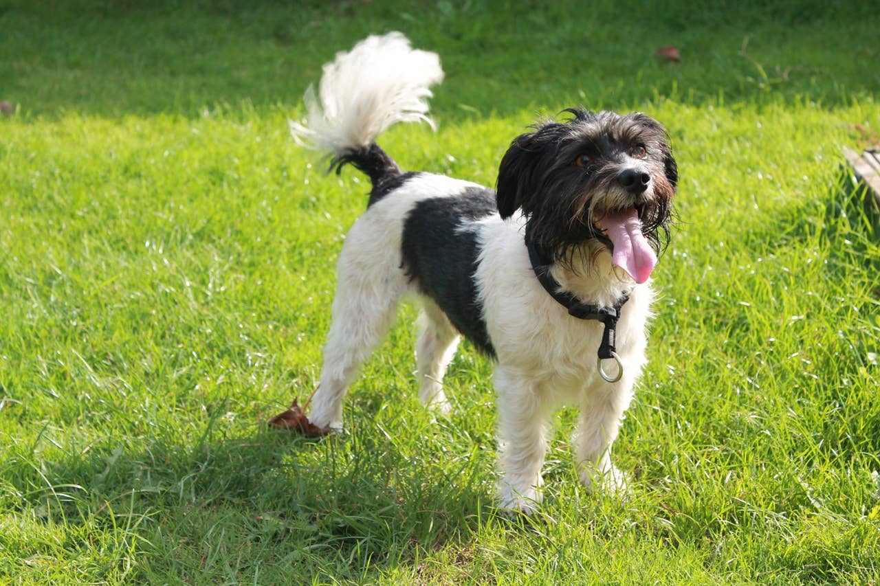 Dog Trainers Say This Subtle Tail Wag Could Be a Sign Your Dog Feels ...