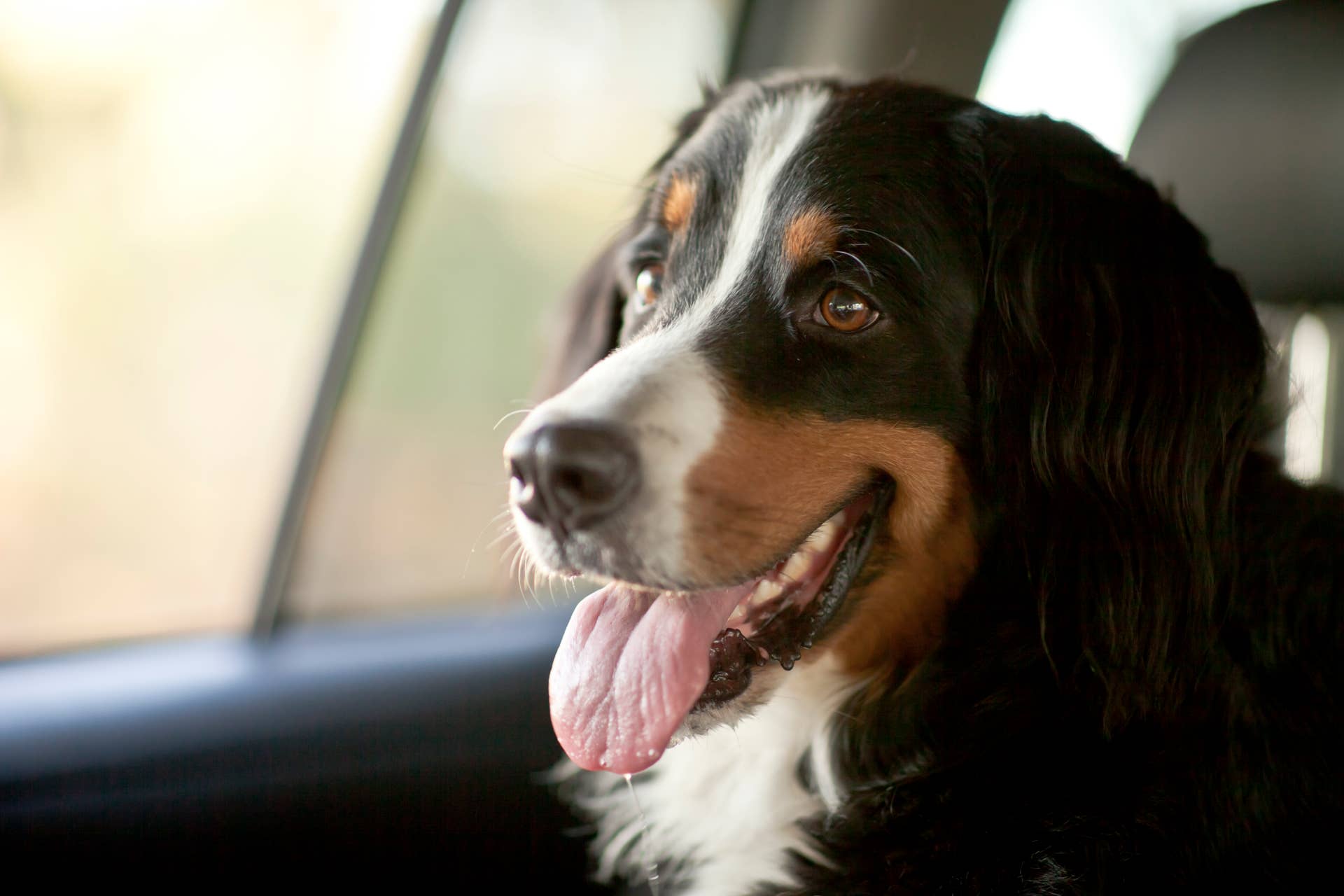Bernese Mountain Dog Gets a New Hairstyle To Match Mom and Couldn’t Be ...