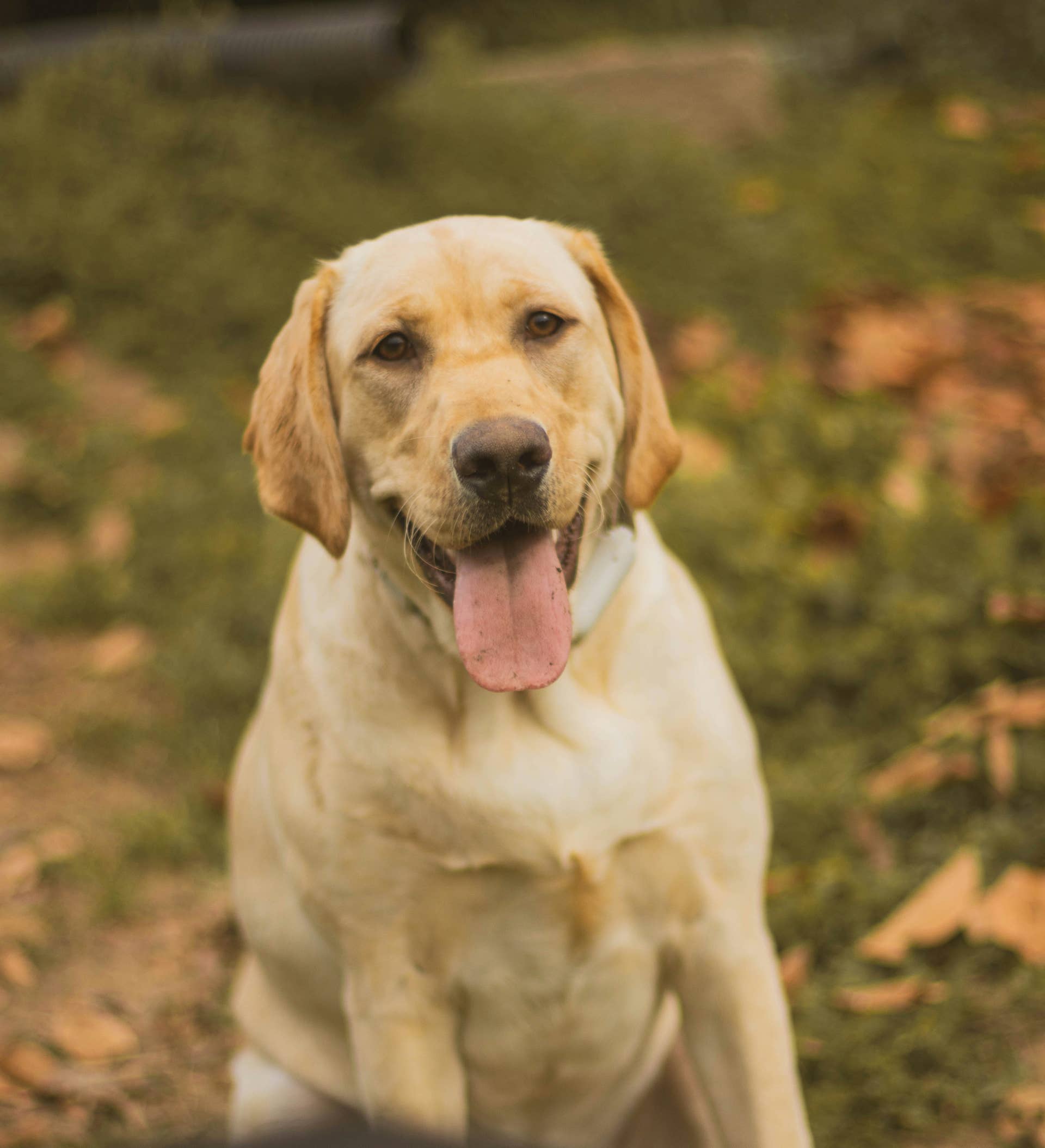 Sweetest Yellow Lab Knows She's a 'Celebrity,' and She's Taking Full ...