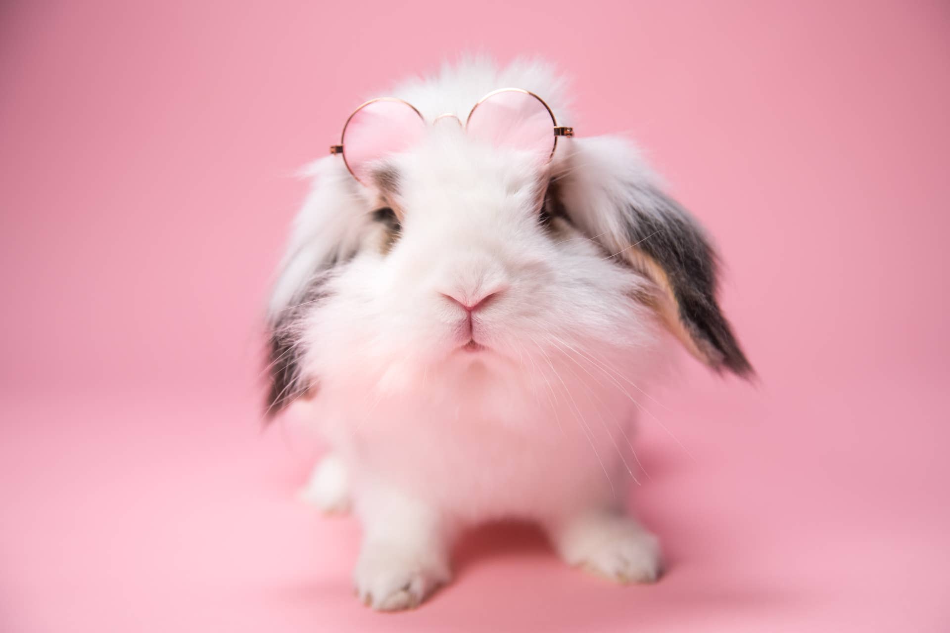 Fluffy Bunny in Frilly Pink Harness Is the Prettiest Adventure Princess ...