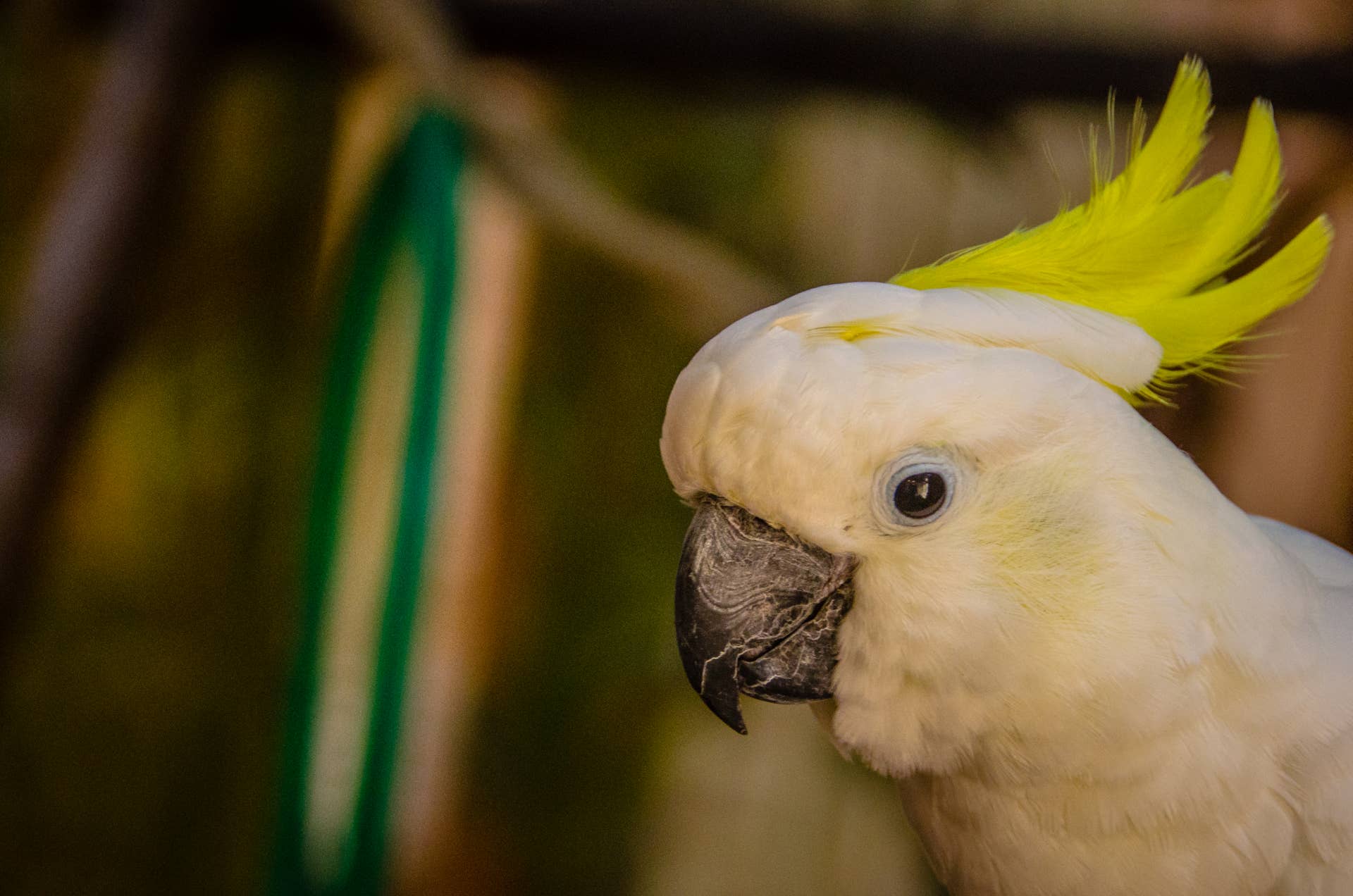 Cockatoo Dancing to 'Hamilton' With Toys Is Living the Dream - Parade Pets