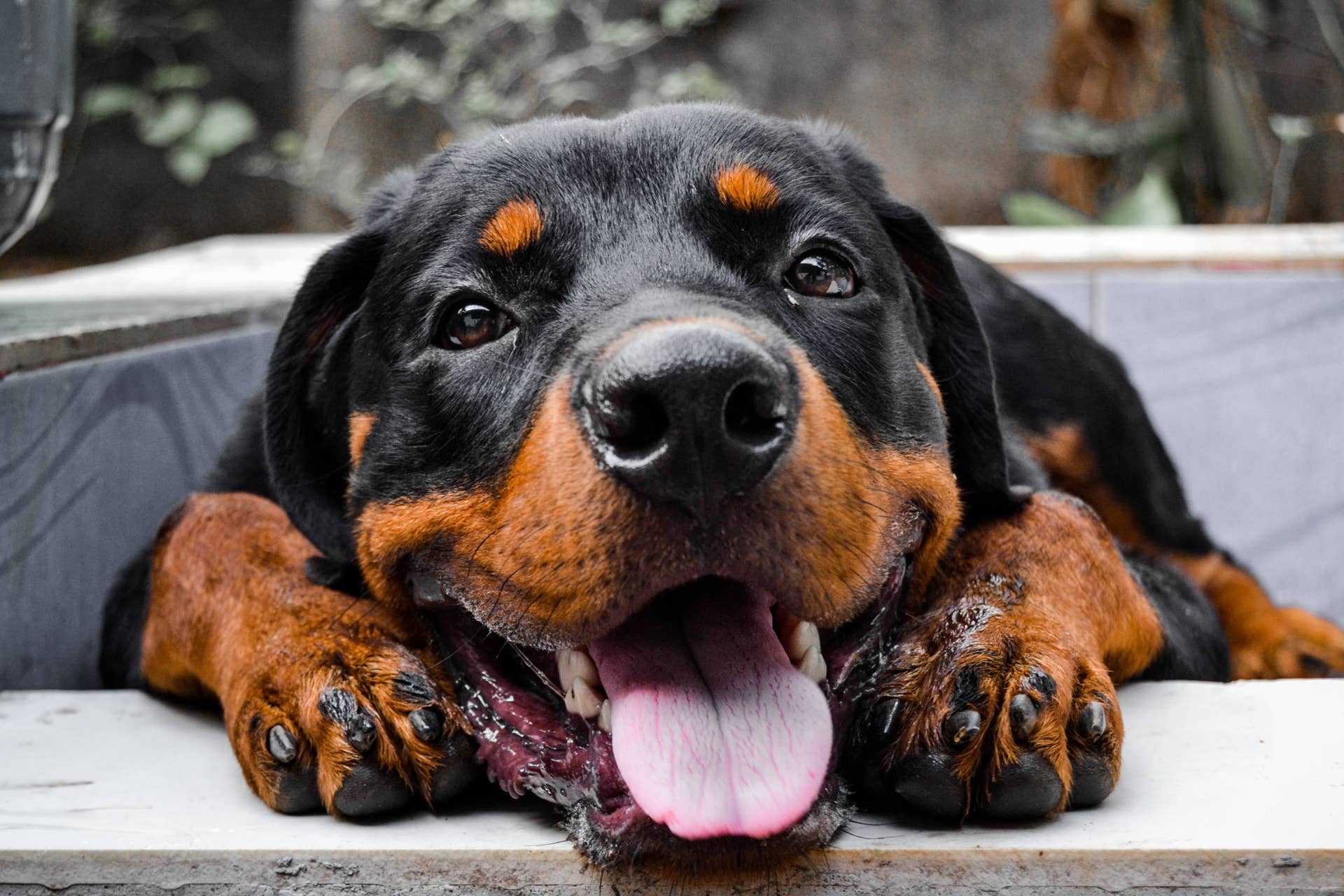 Silly Rottweilers Rottweiler Discovers He Can Blow Bubbles and Is the Picture of 'Pure ...