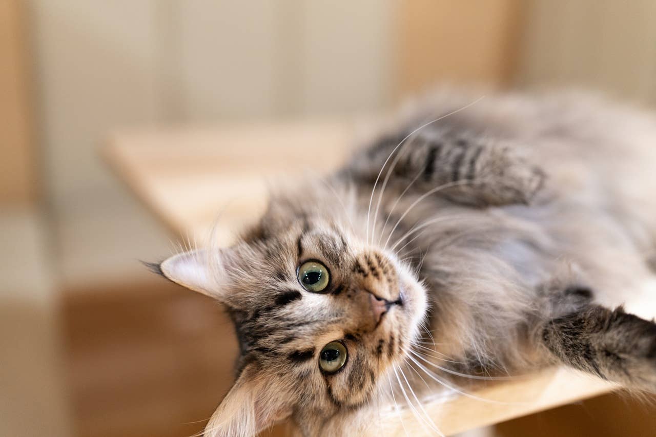 Rare Blue Torbie Swirl Maine Coon Looks Like a Blueberry Pie - Parade Pets
