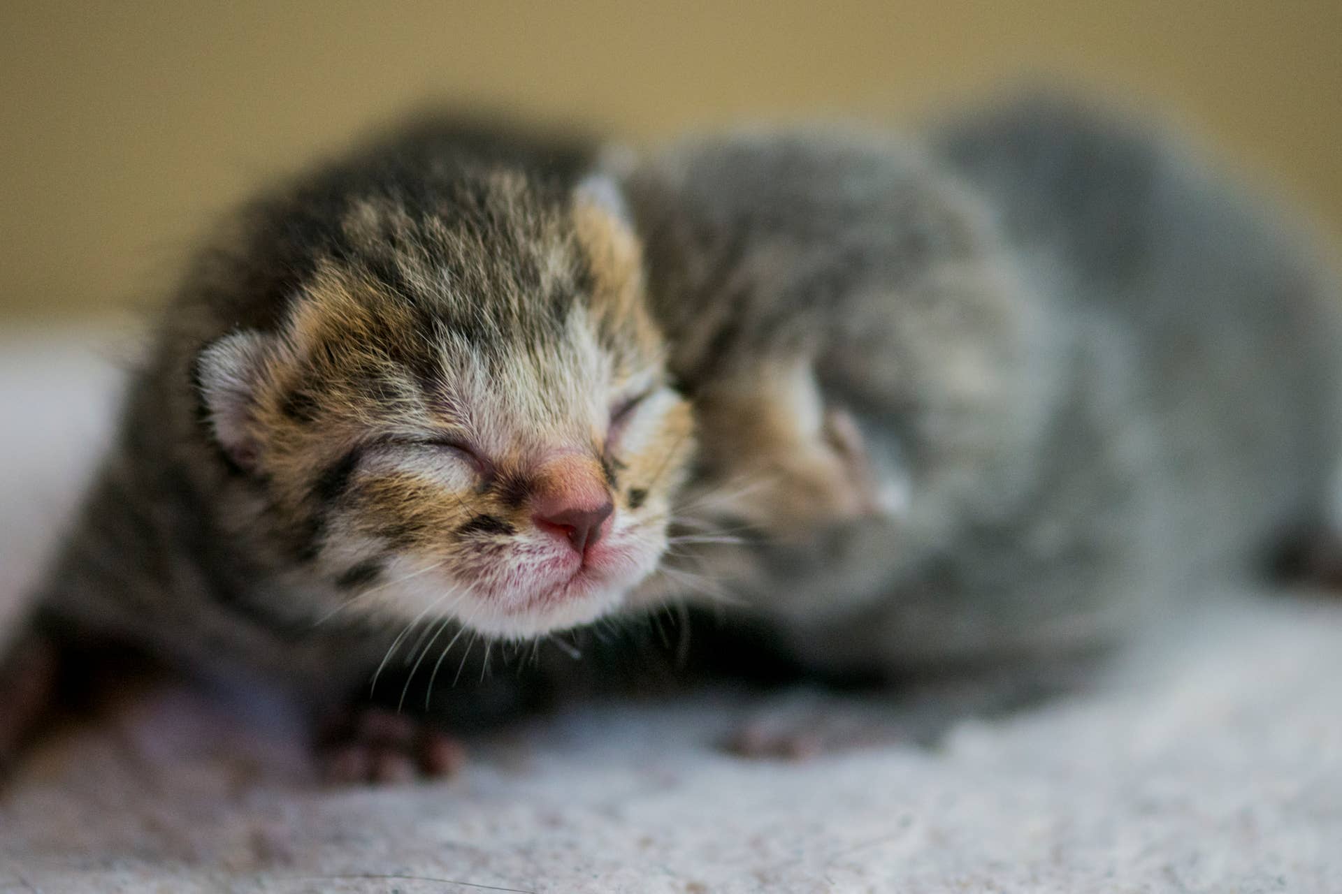 Orange Cat's Tail Becomes Kitten Toy in Epic Twist - Parade Pets