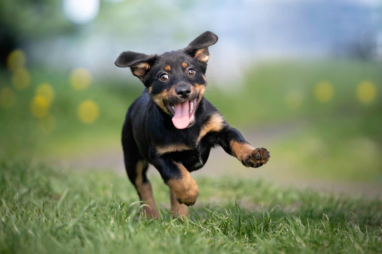 The 4-Letter Word That Makes Dogs Happy, According to a Trainer ...
