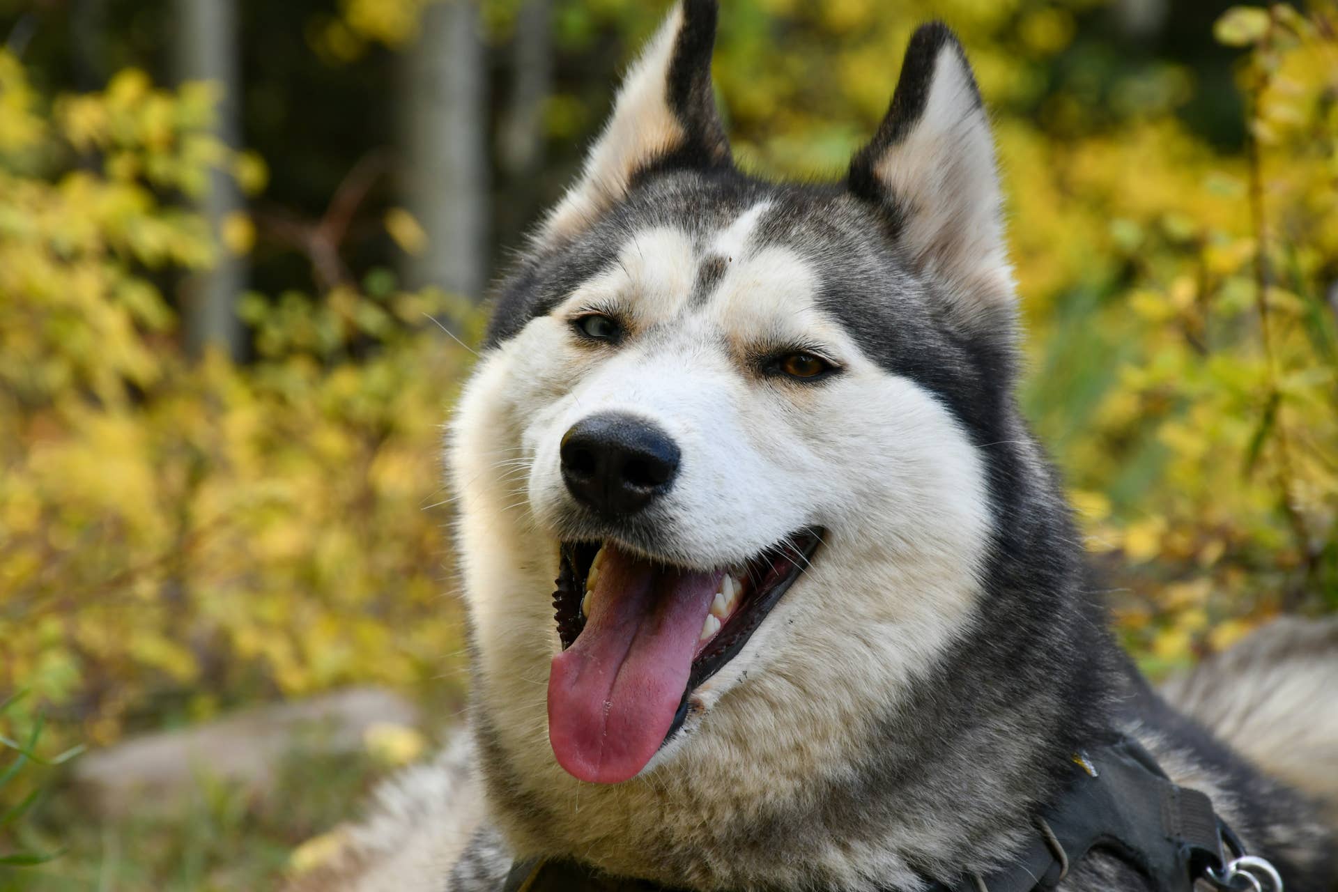 Tcage Normal Abandoned Husky Who Was ‘Robbed' of Being a 'Normal Puppy’ After 6 ...