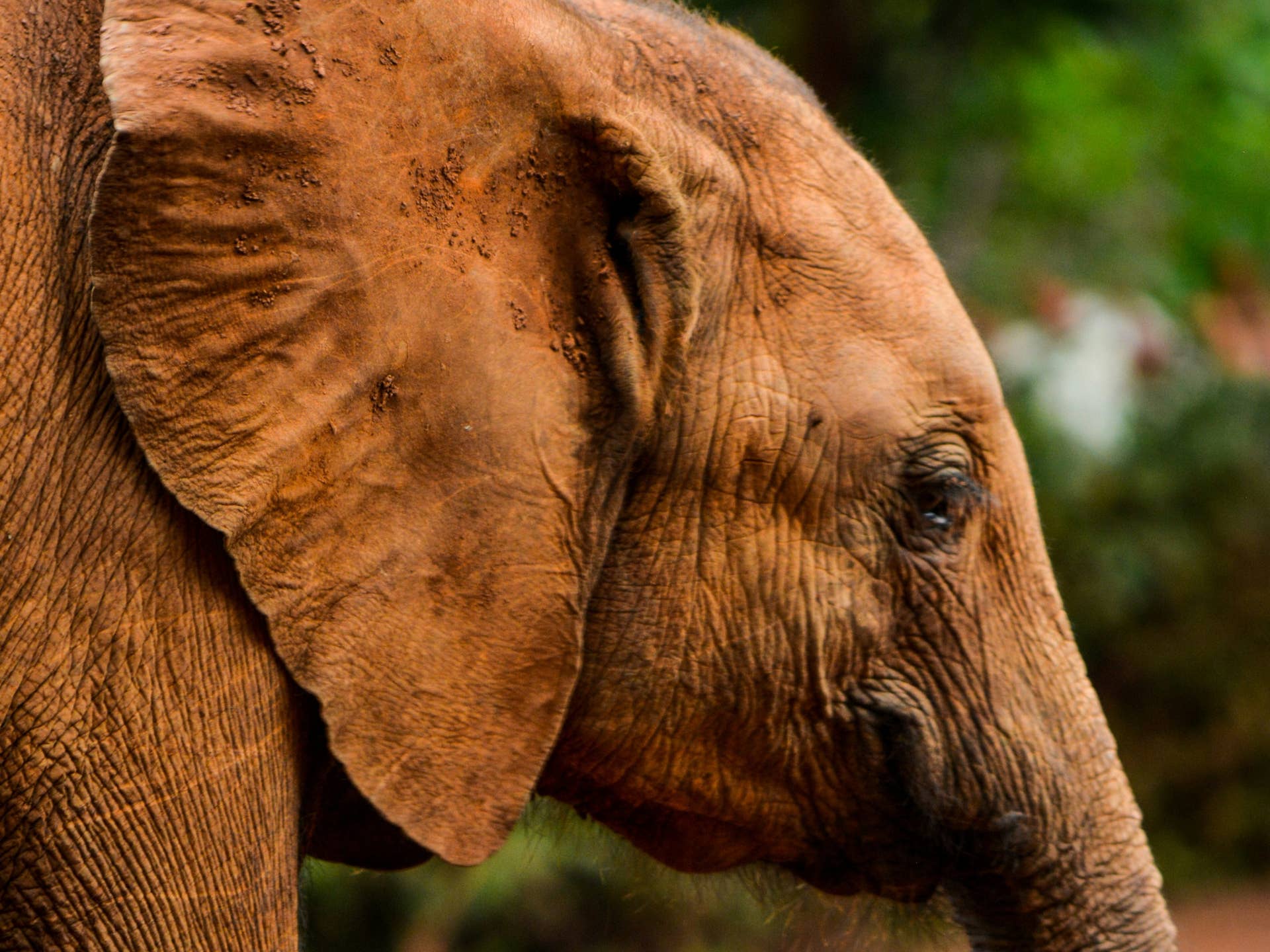 Elephant's Peaceful Mud Bath Interrupted by Hilarious Fart - Parade Pets
