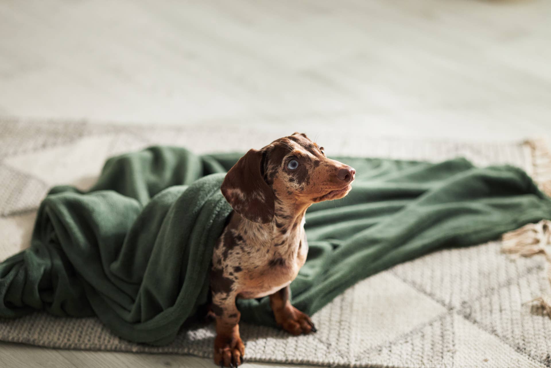 Mini Dachshund Puppy Tries To Nap, but His Favorite Song Has Other ...