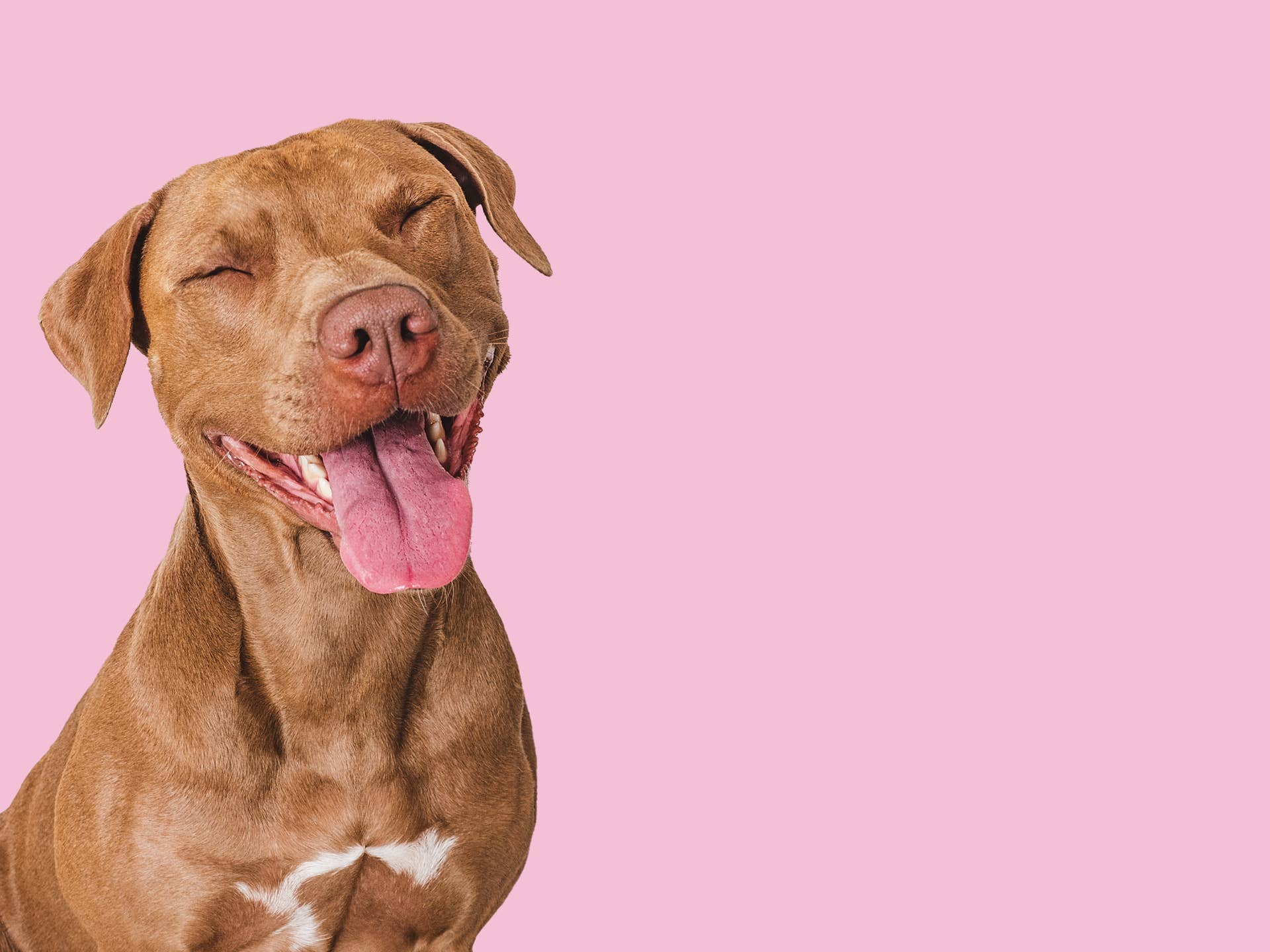 Pit Bull Joins Dad’s Jam Session and Briefly Howls in Perfect Tune ...
