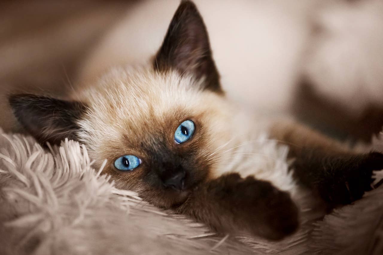 6 Best Cat Breeds for People Over 50, According to Experts - Parade Pets