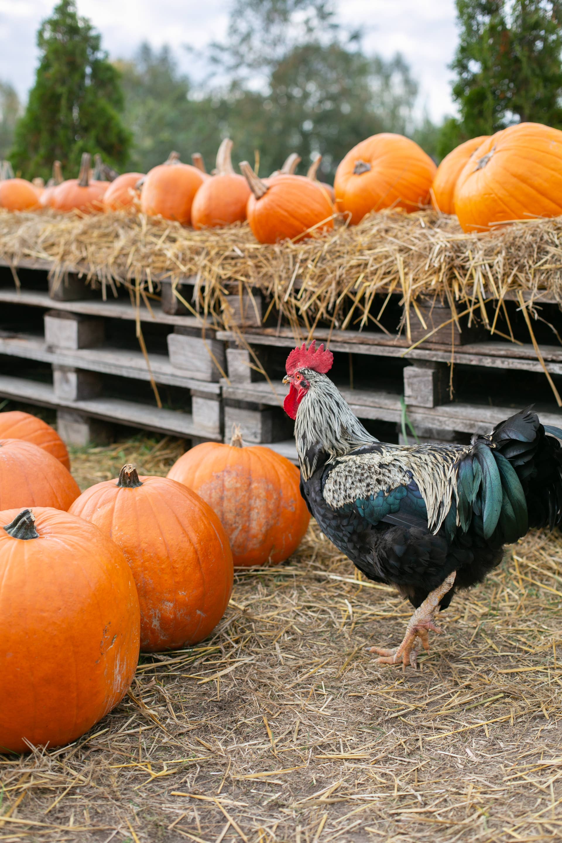 This Flock of Feathered Artists 'Carve' a Jack-o'-Lantern and the Result Is Unbelievably Adorable