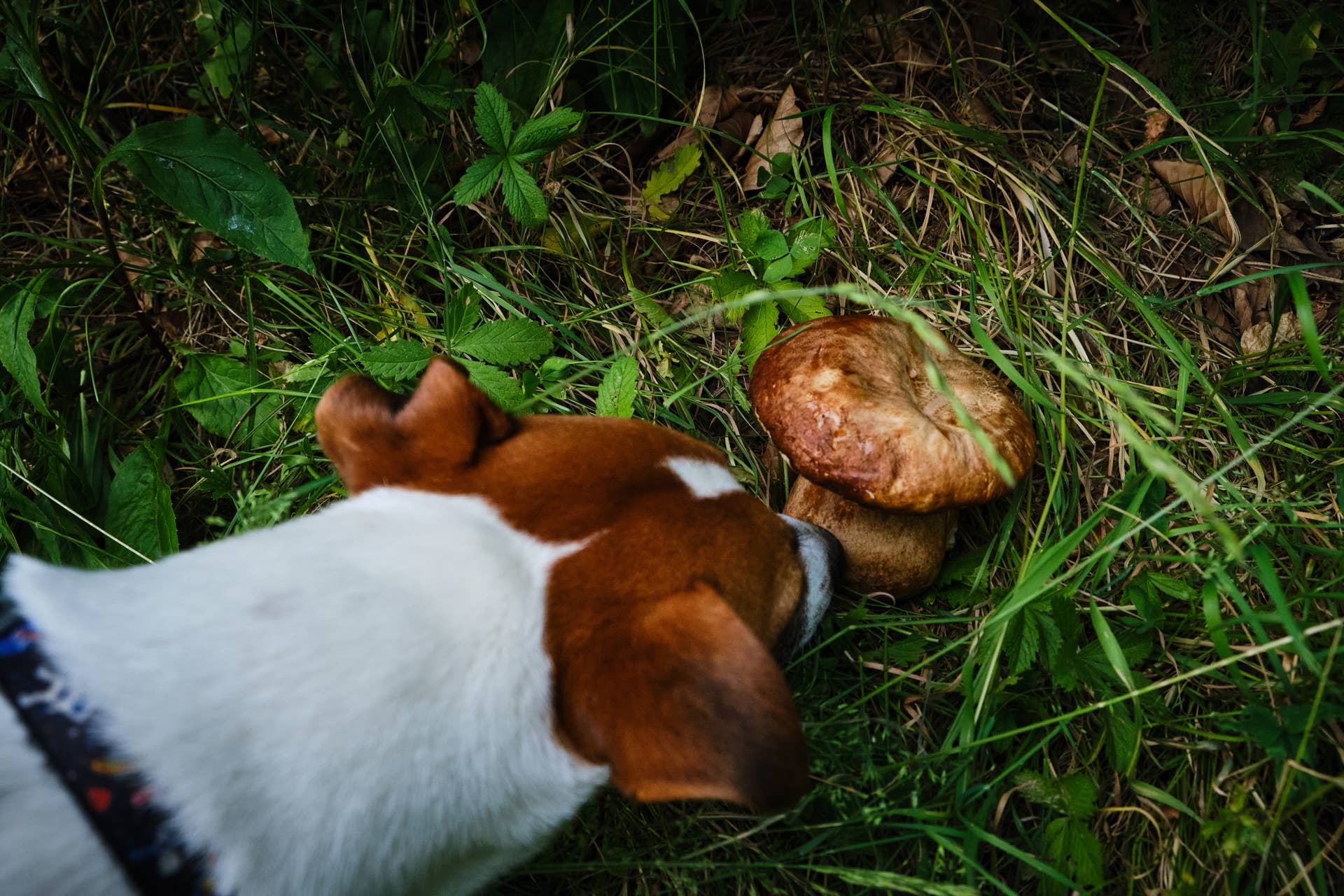 Here’s How to Protect Your Dog From Toxic Yard Mushrooms - Parade Pets
