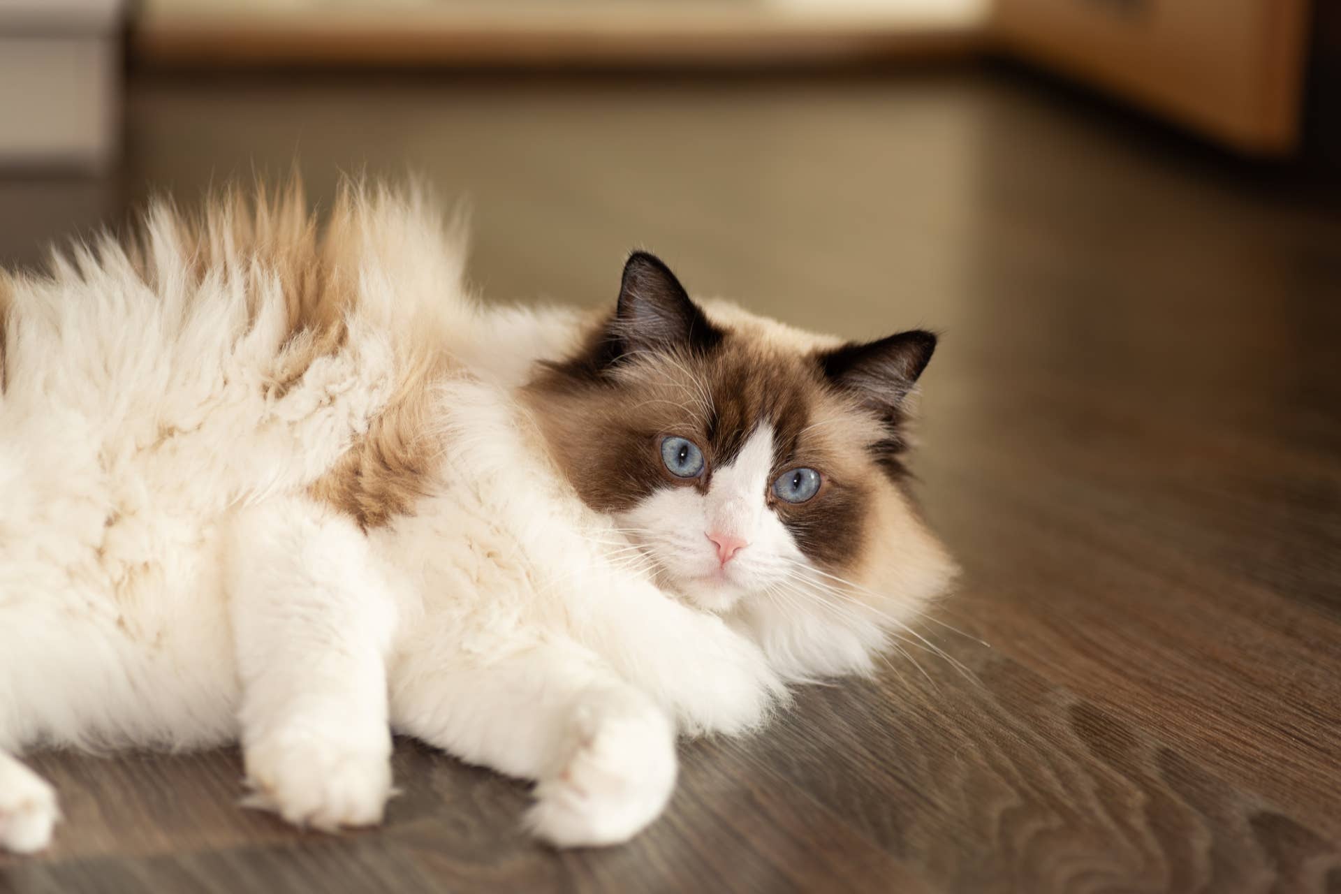 Dapple Ragdoll Ragdoll Cat Realizes He’s All Grown Up and Can ‘Get Revenge’ on Sister ...
