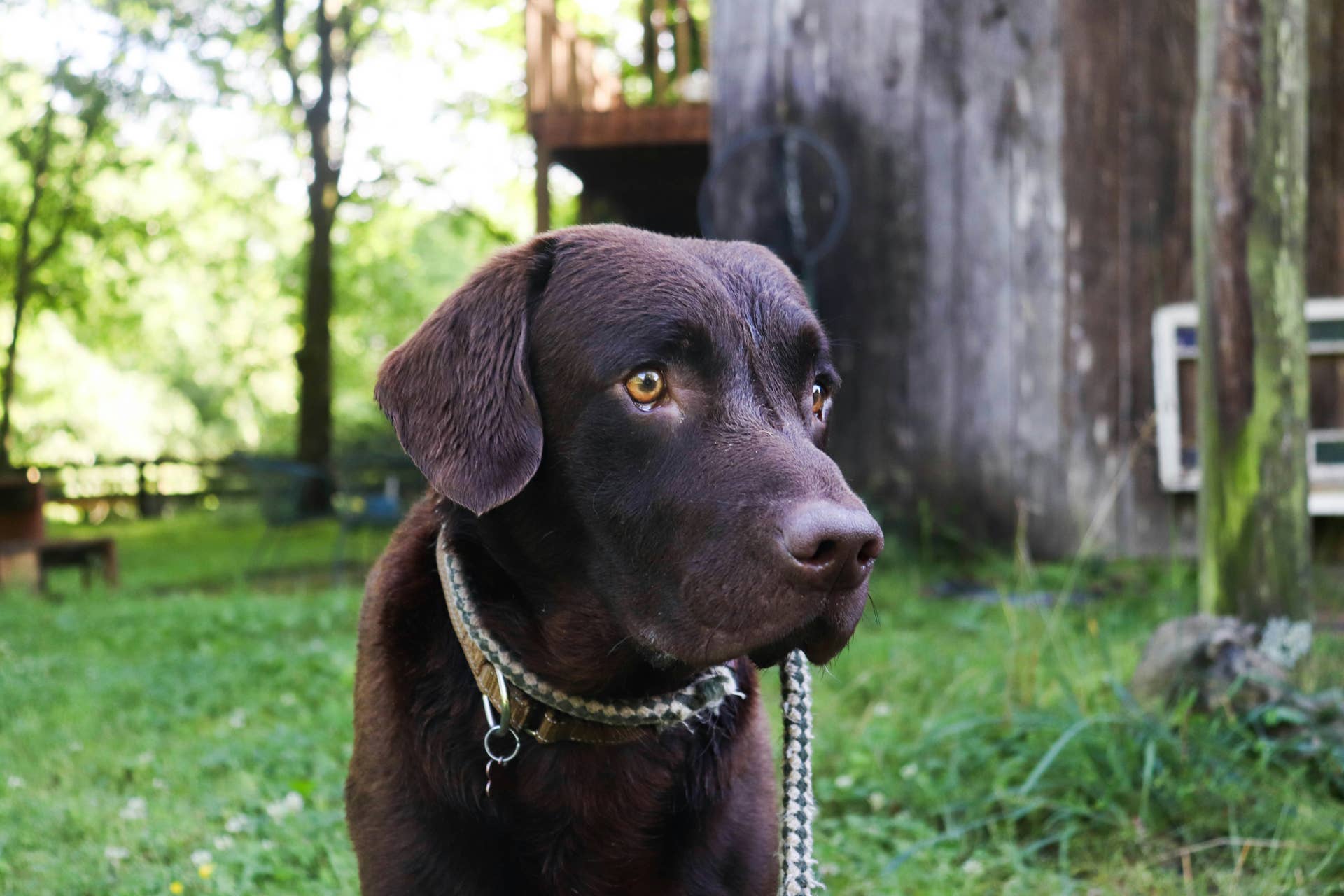 Chocolate Lab Jackie Is Back, and No Croc Is Safe - Parade Pets