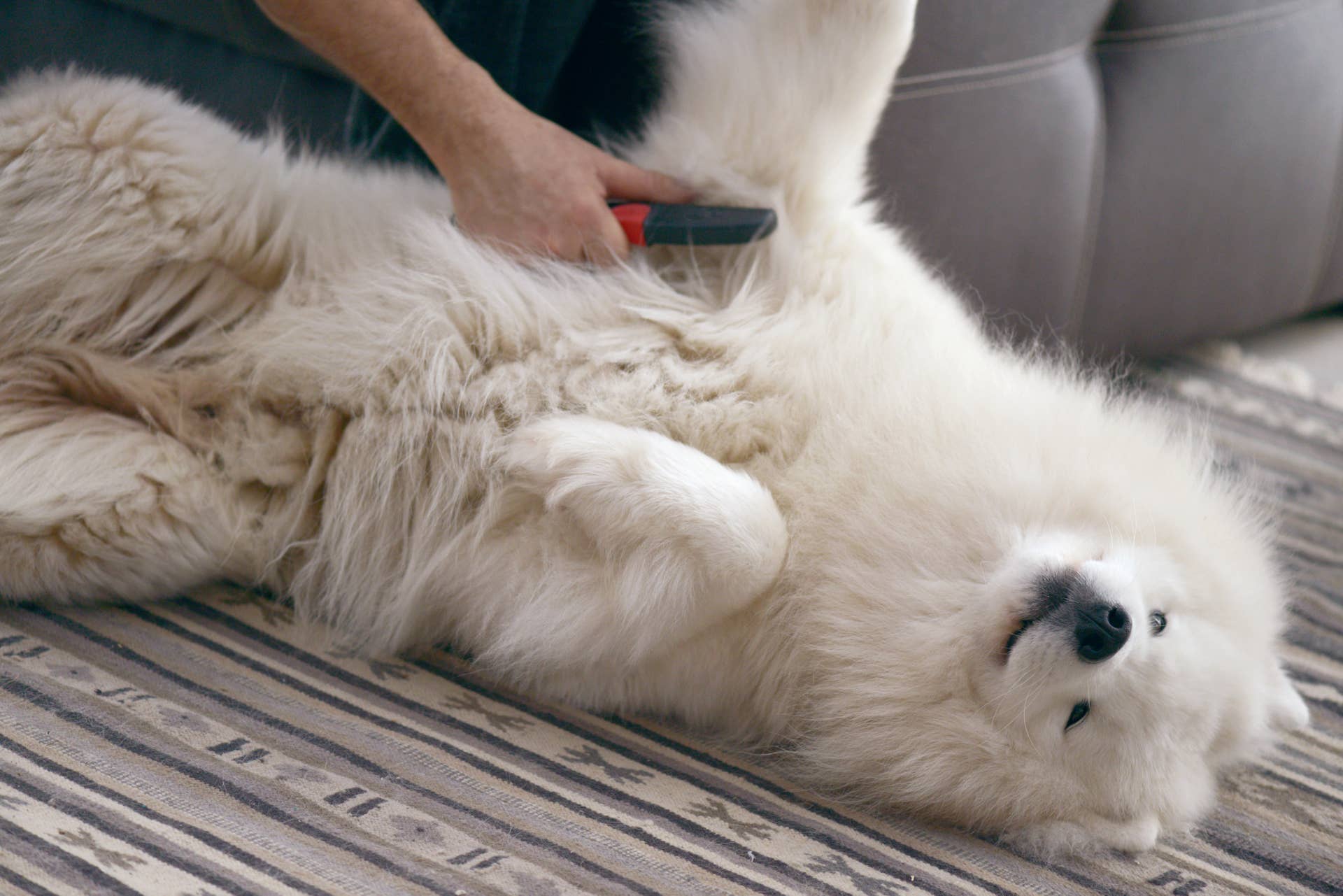 Samoyed’s Daily Battle With Her ‘Condition’ Is Basically Just Life With a Stubborn Dog