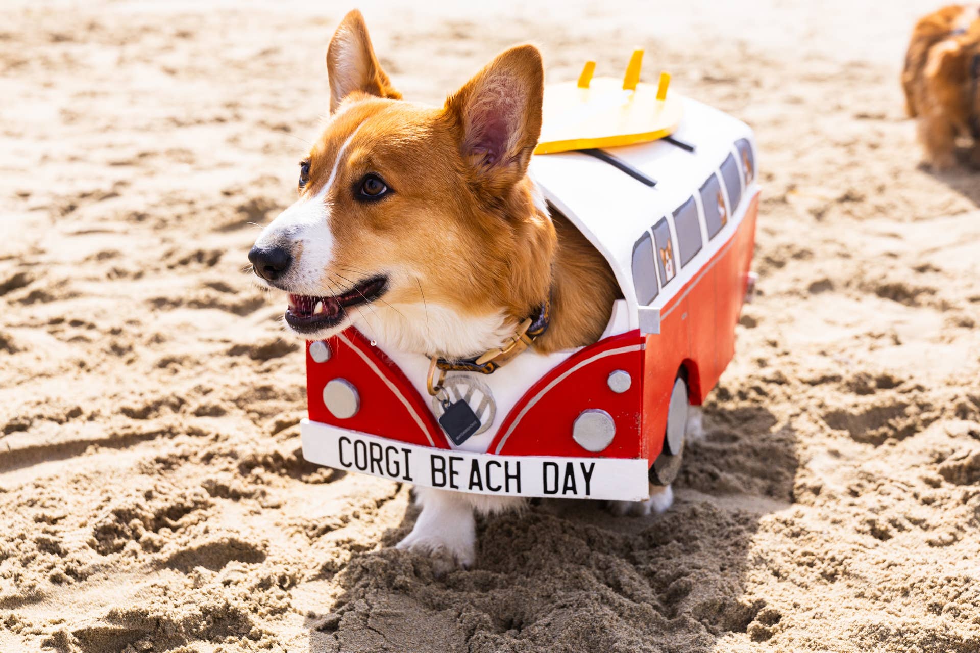 Corgi Beach Day Returns to Huntington Beach - Parade Pets
