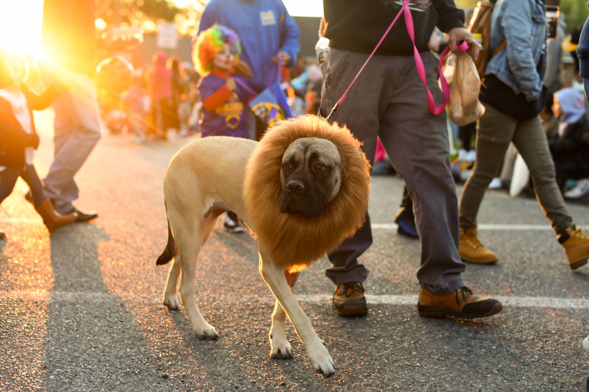 Susan Dog The Most Dangerous Halloween Candy for Dogs You Need to Know - Parade Pets
