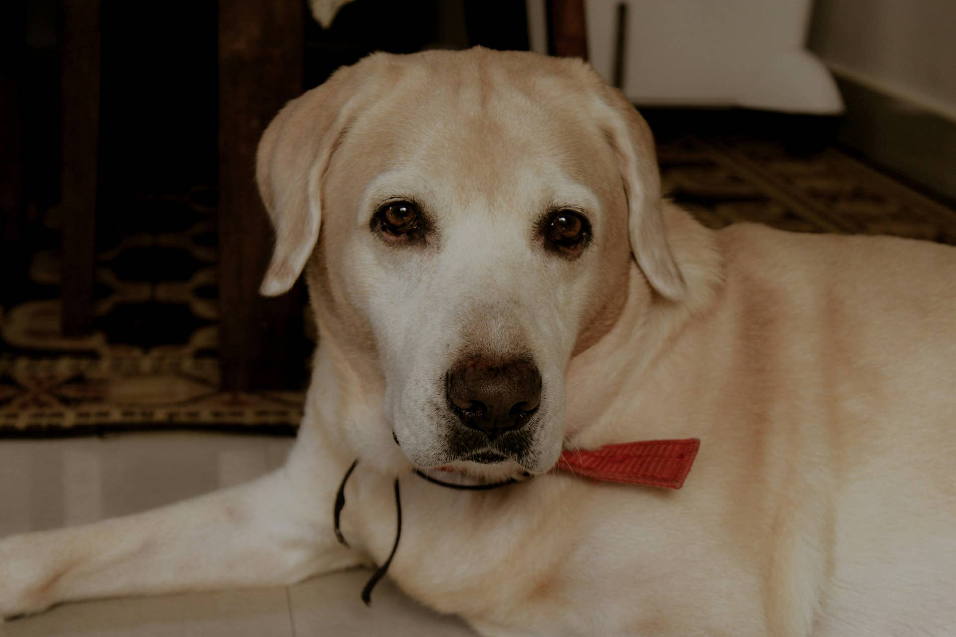 Formerly Abused Rescue Dog Won't Lie Down Until Her Blanket Is Set for ...