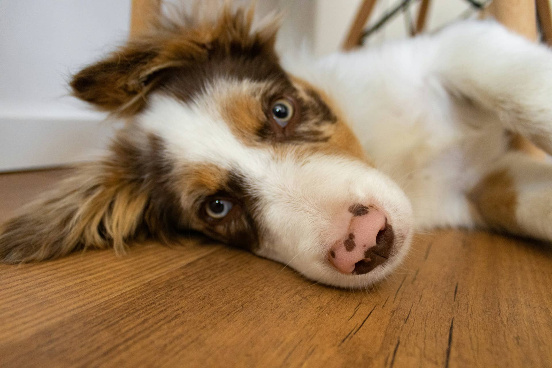 Border Collie Mix Puppy Surrendered After Family Says They 'Didn't Have ...