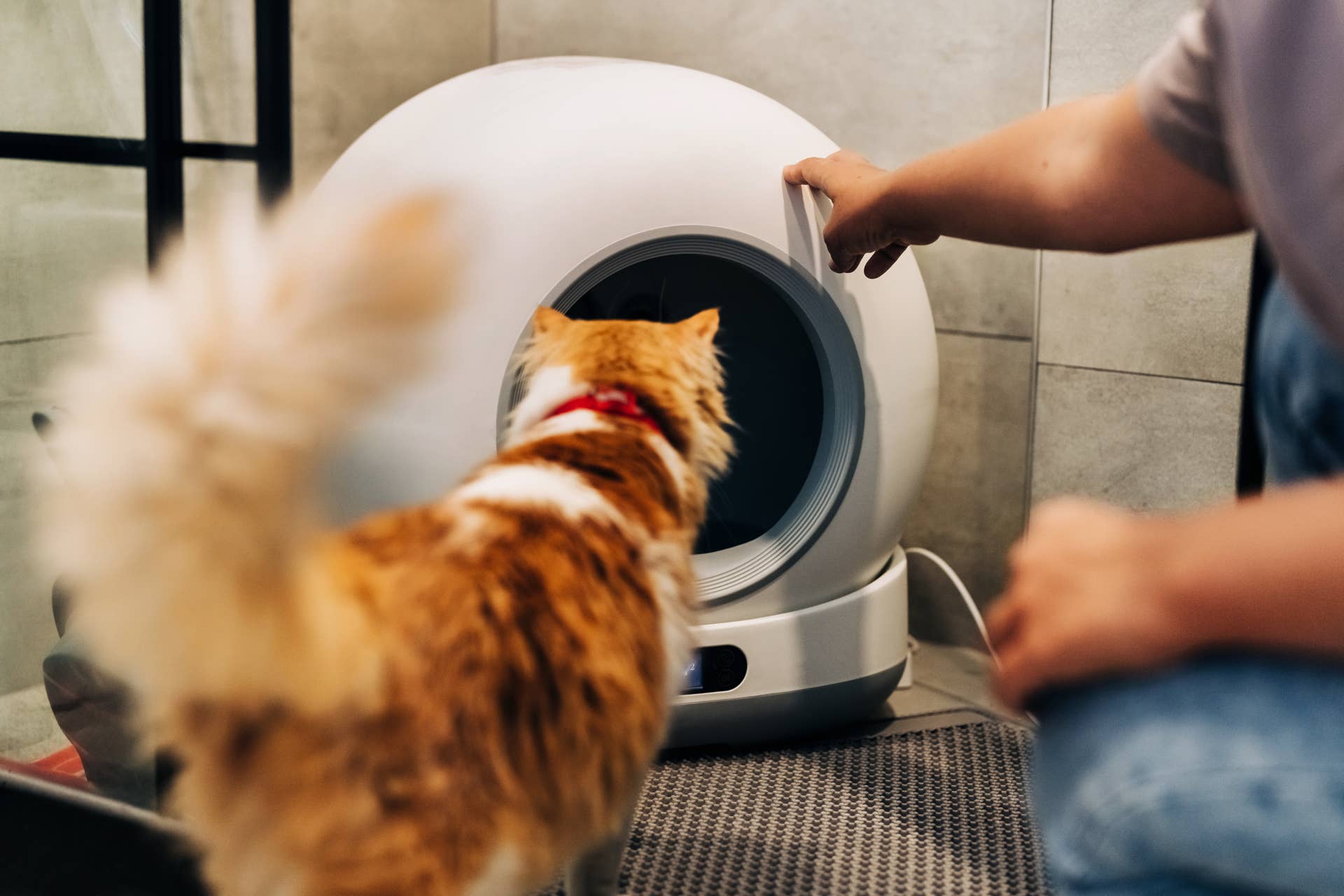 Cat Mom Turns Closet Into DIY Litter Box Suite - Parade Pets