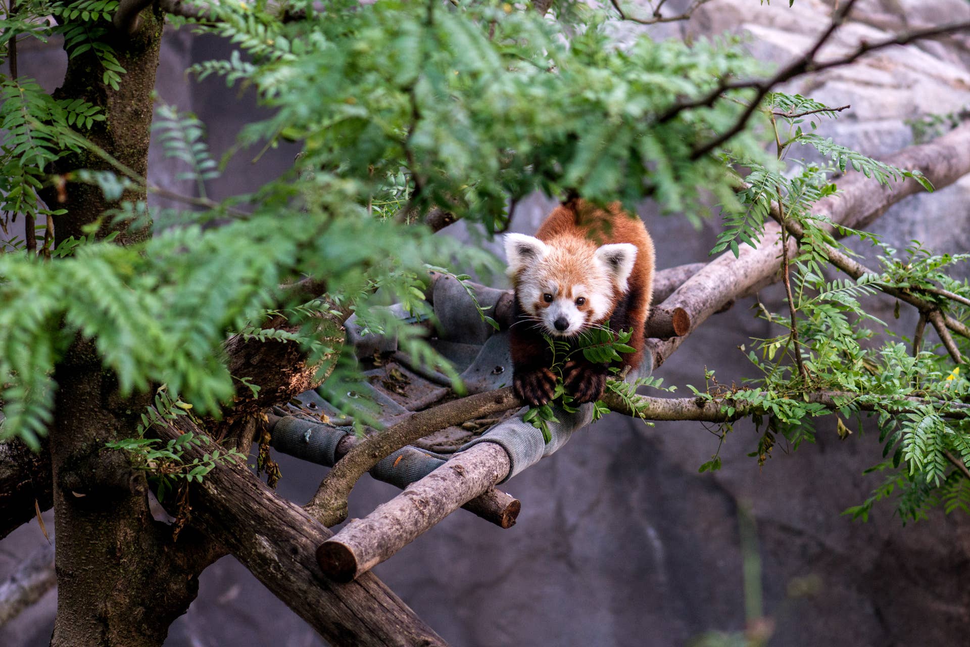 National Zoo Names Feisty Red Panda Cub Dolly After Music Icon - Parade ...