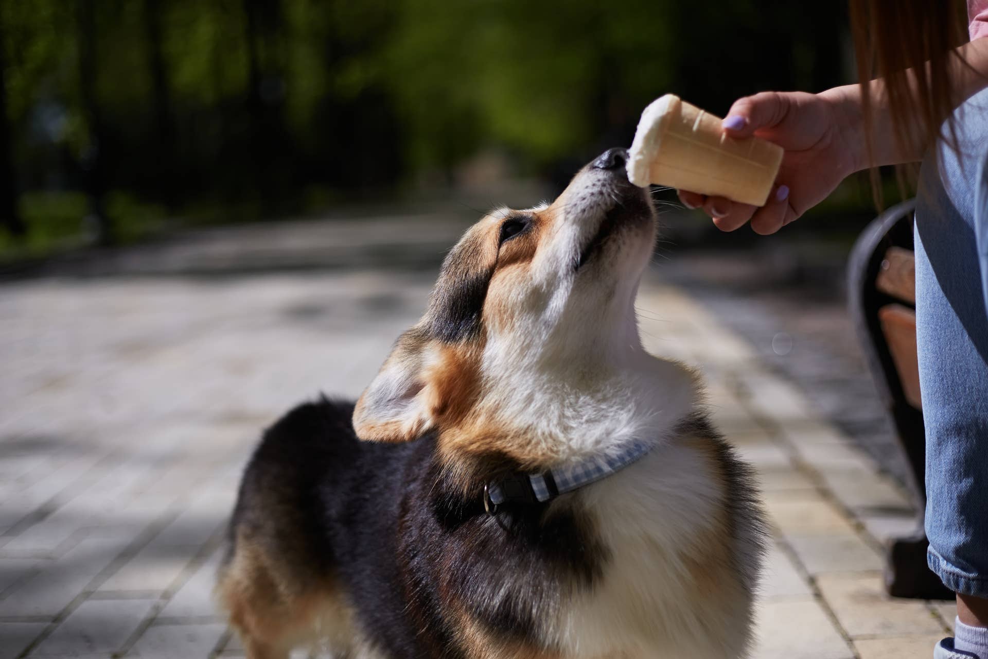 How to Make a Thanksgiving ‘Pup Cup’ This Holiday Season - Parade Pets