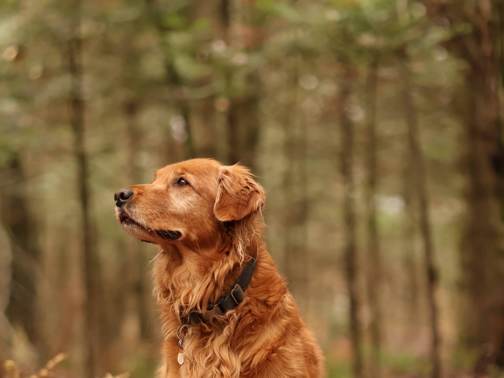 Golden Retriever Surrounded by Fall Leaves Looks Like Autumn Made Its ...