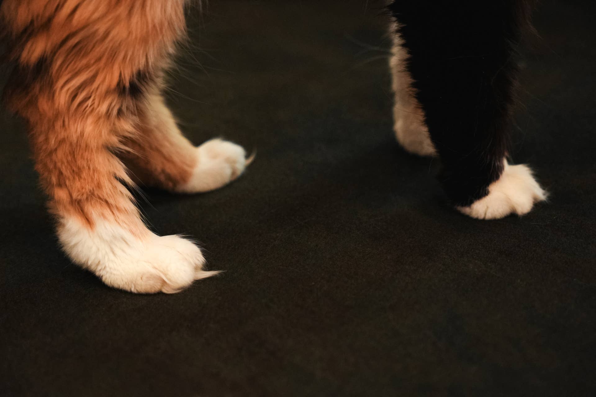 Kitten's Rare Toffee 'Tortico' Coat Looks Like Caramel-Swirled Black ...