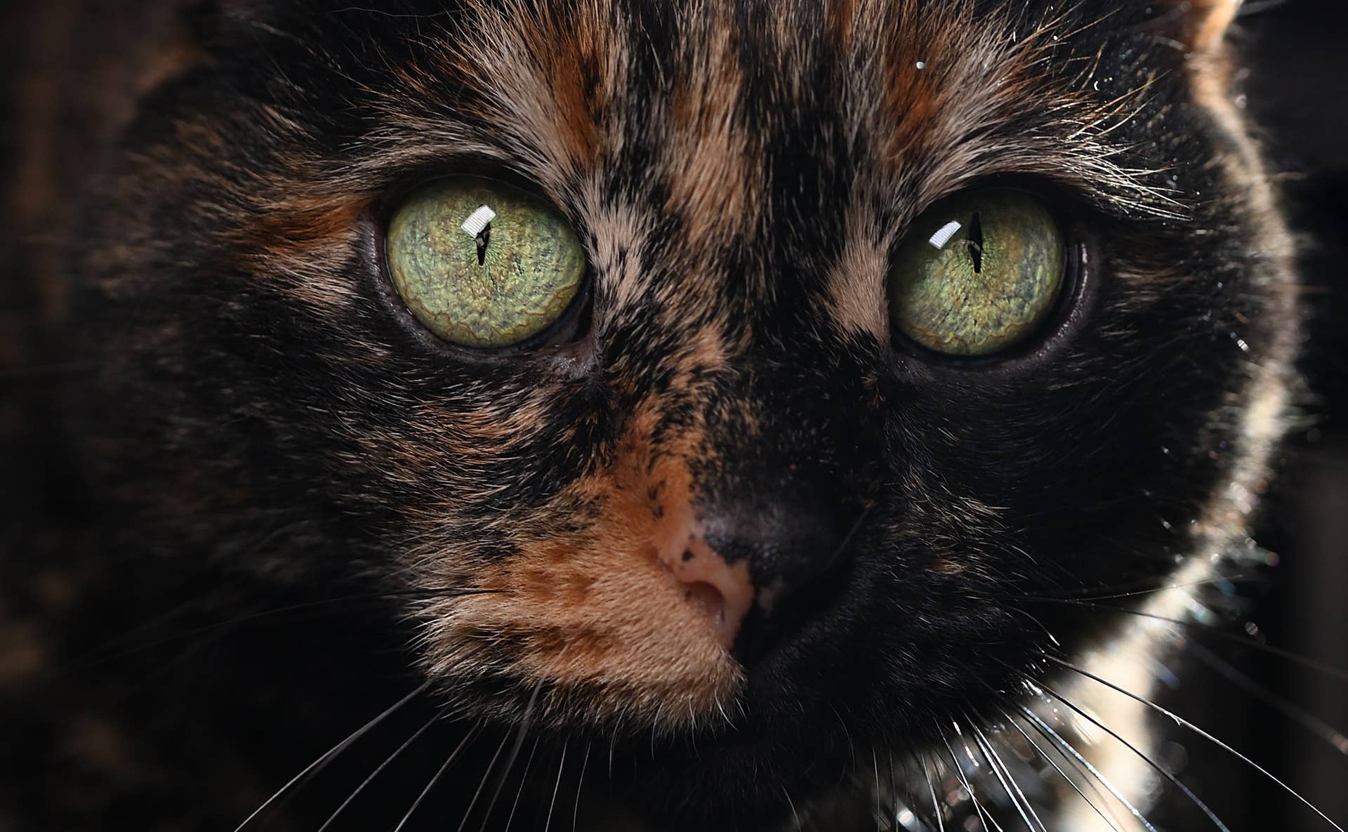 Kitten's Rare Toffee 'Tortico' Coat Looks Like Caramel-Swirled Black ...