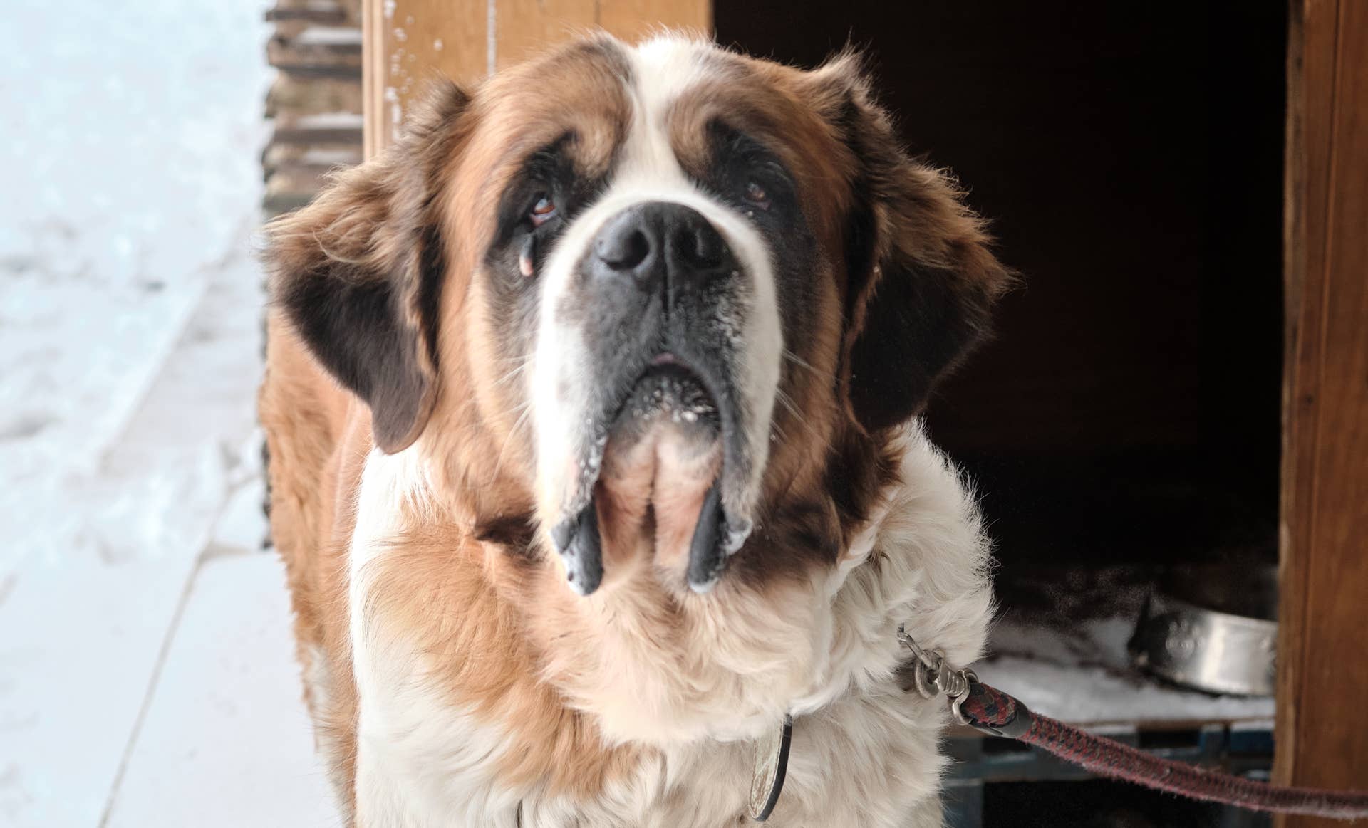 Giant Saint Bernard Squeezes Onto Dad’s Lap Like He’s Still His Little ...