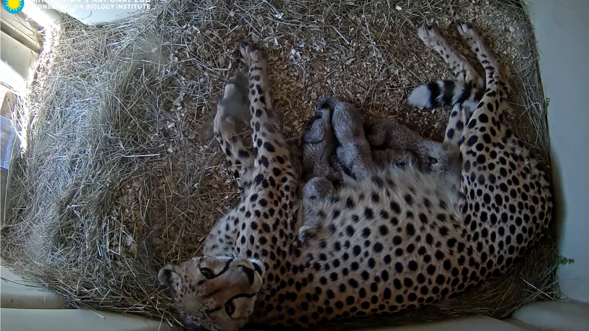 5 adorable cheetah cubs were just welcomed at the National Zoo—watch ...