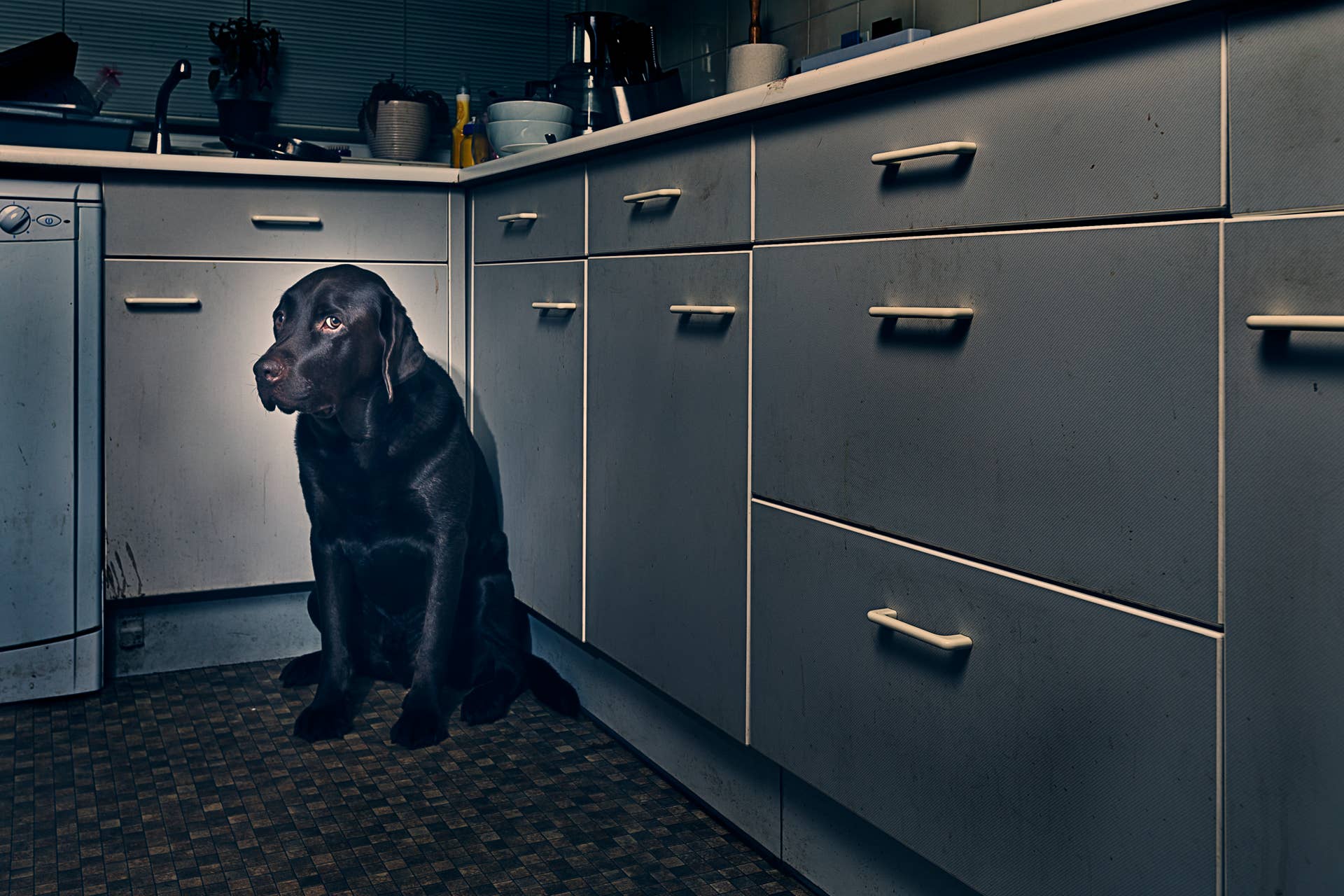 Chocolate Lab Refuses to Give Up His Favorite Nap Spot, Despite His ...