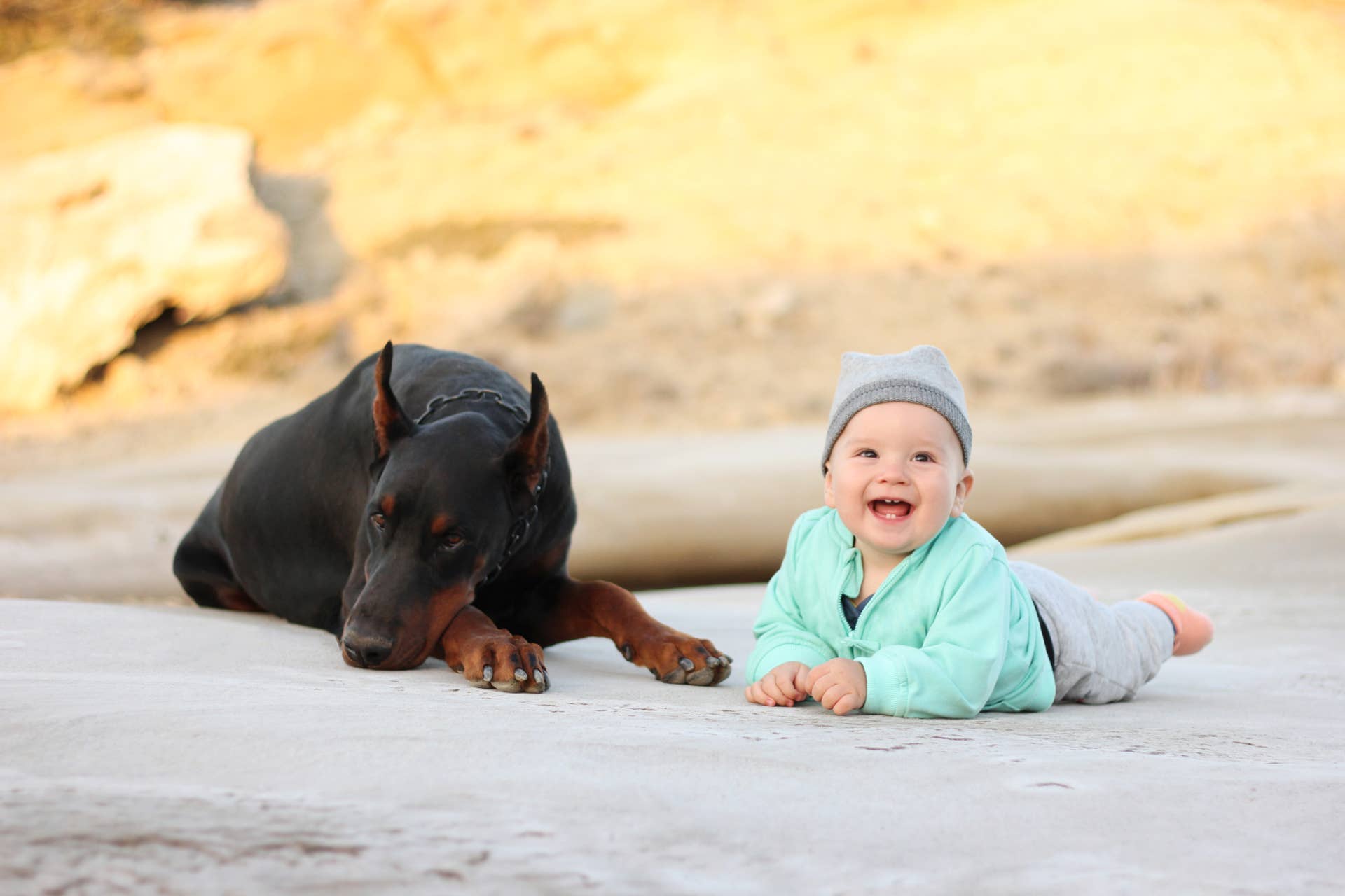 Doberman Siblings Decide New Baby Is Theirs Like a Picture-Perfect ...