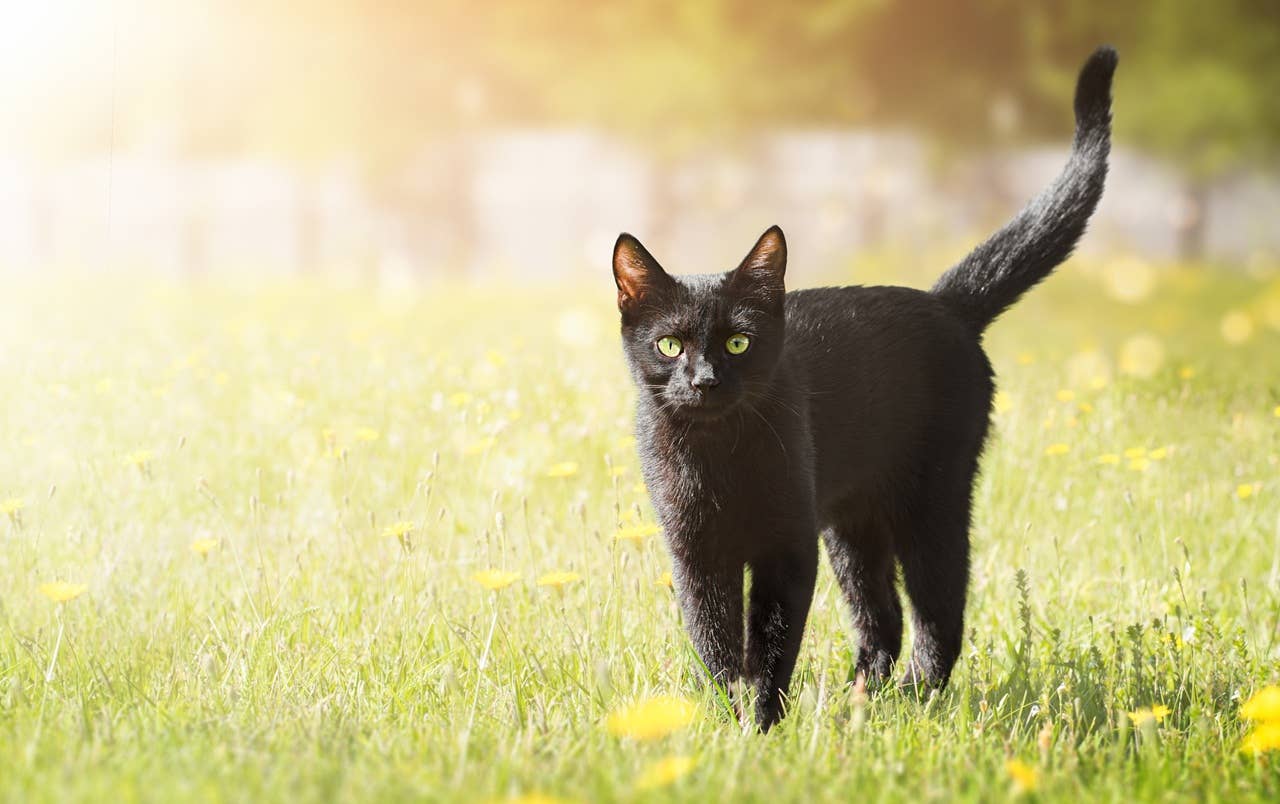 4 Birth Months With a Black Cat Personality, According to an Astrologer ...