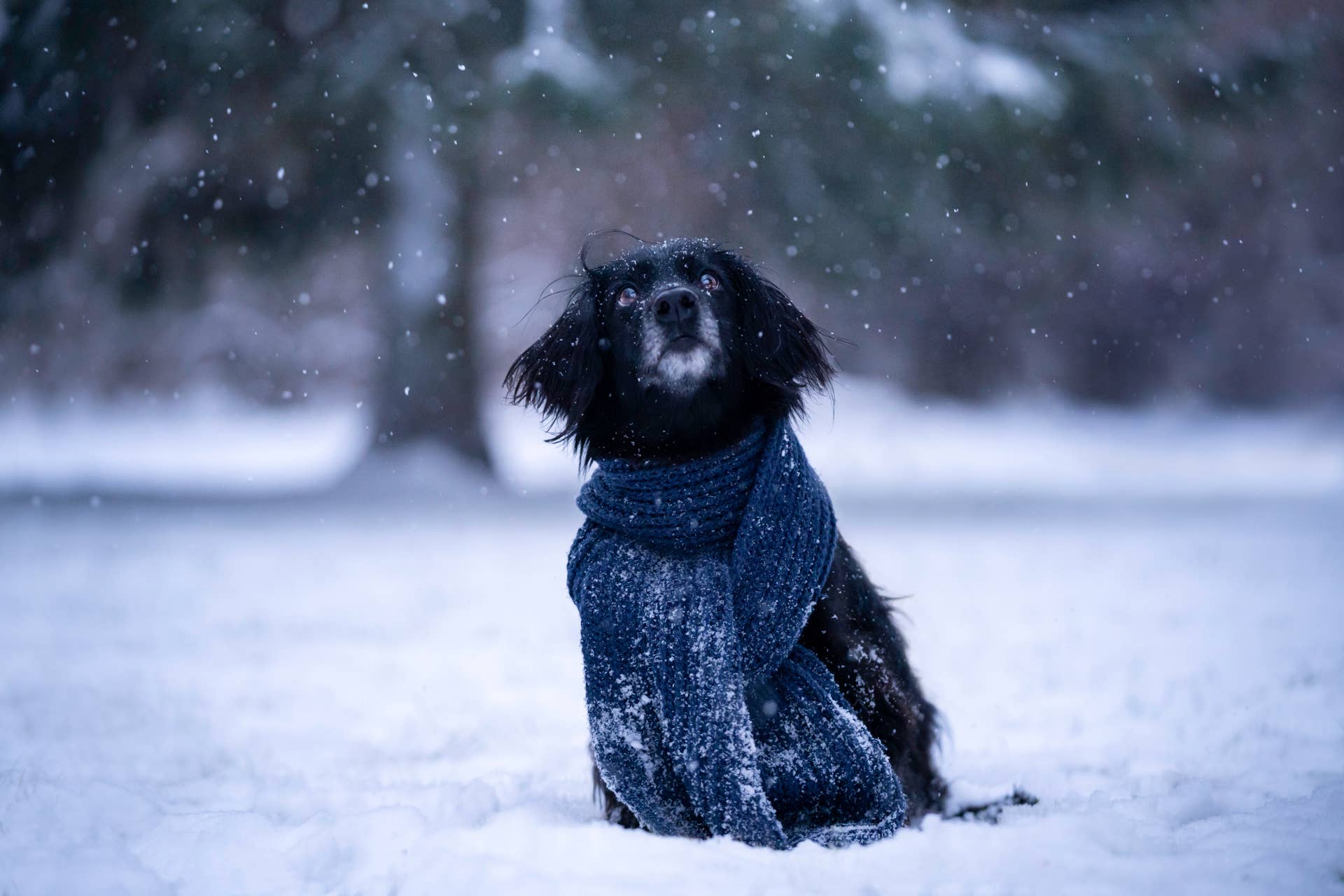 Senior Dog Cold-Weather Joint Pain Warning Signs to Know - Parade Pets
